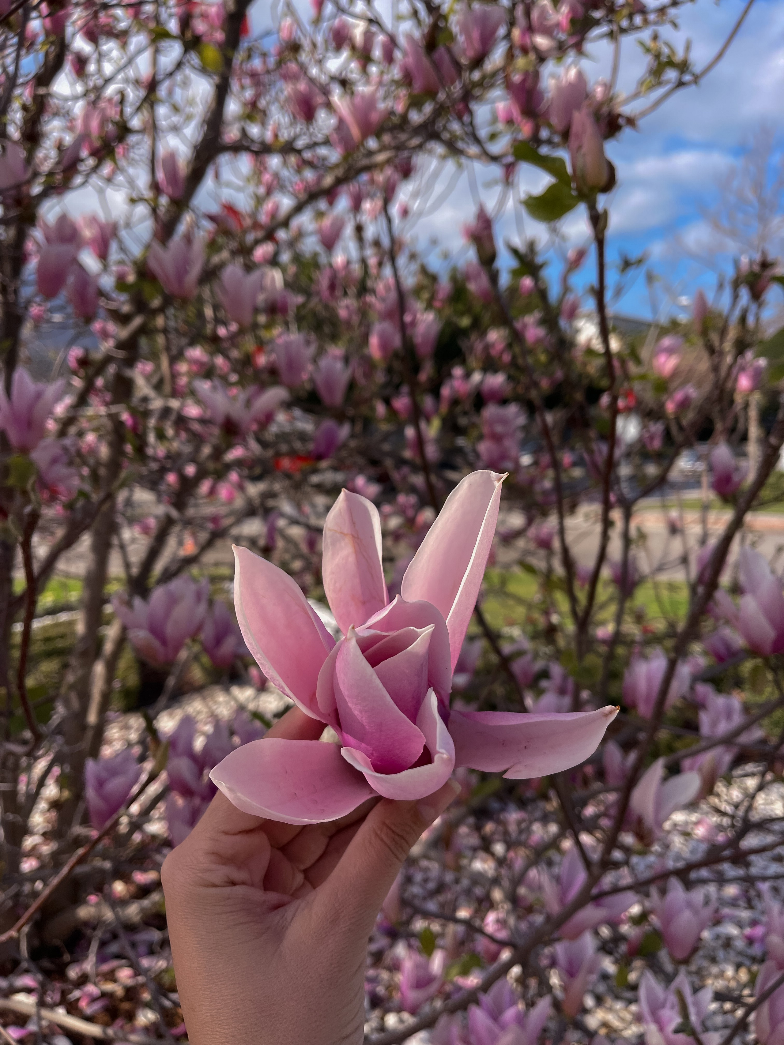 Фотосессия в Магнолии. Фото с магнолией. Магнолия цветет в Кемере. Весна в Кемере. Что цветет в Турции? Что посетить в Кемере. Фотограф в Анталии. Фотограф в Турции. Фотограф в Белеке. Фотограф в Алании. Фотограф Аланья. Фотограф Анталья. Фотограф Белек. Фотограф Турция. Фотограф Каш. Фотограф Бодрум. Свадебнвй фотограф в Турции. Организатор свадеб в Турции . Оранизатор свадеб в Алании. Организатор свадеб в Анталии. Что цветет в Турции. Что цветет на анталийском побережье.