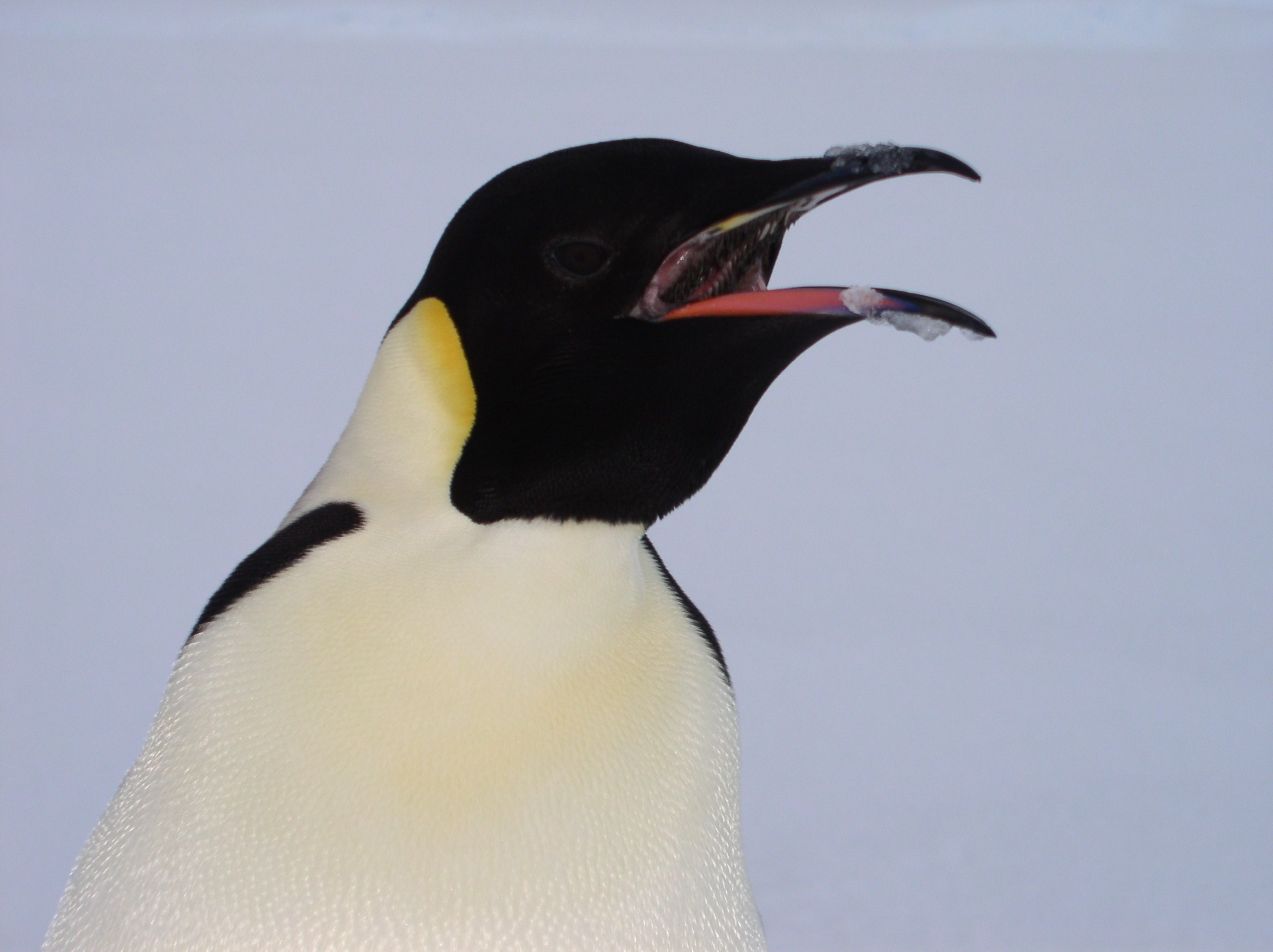 ANTARCTICA. Reportage concert portrait photography in the San Francisco Bay Area