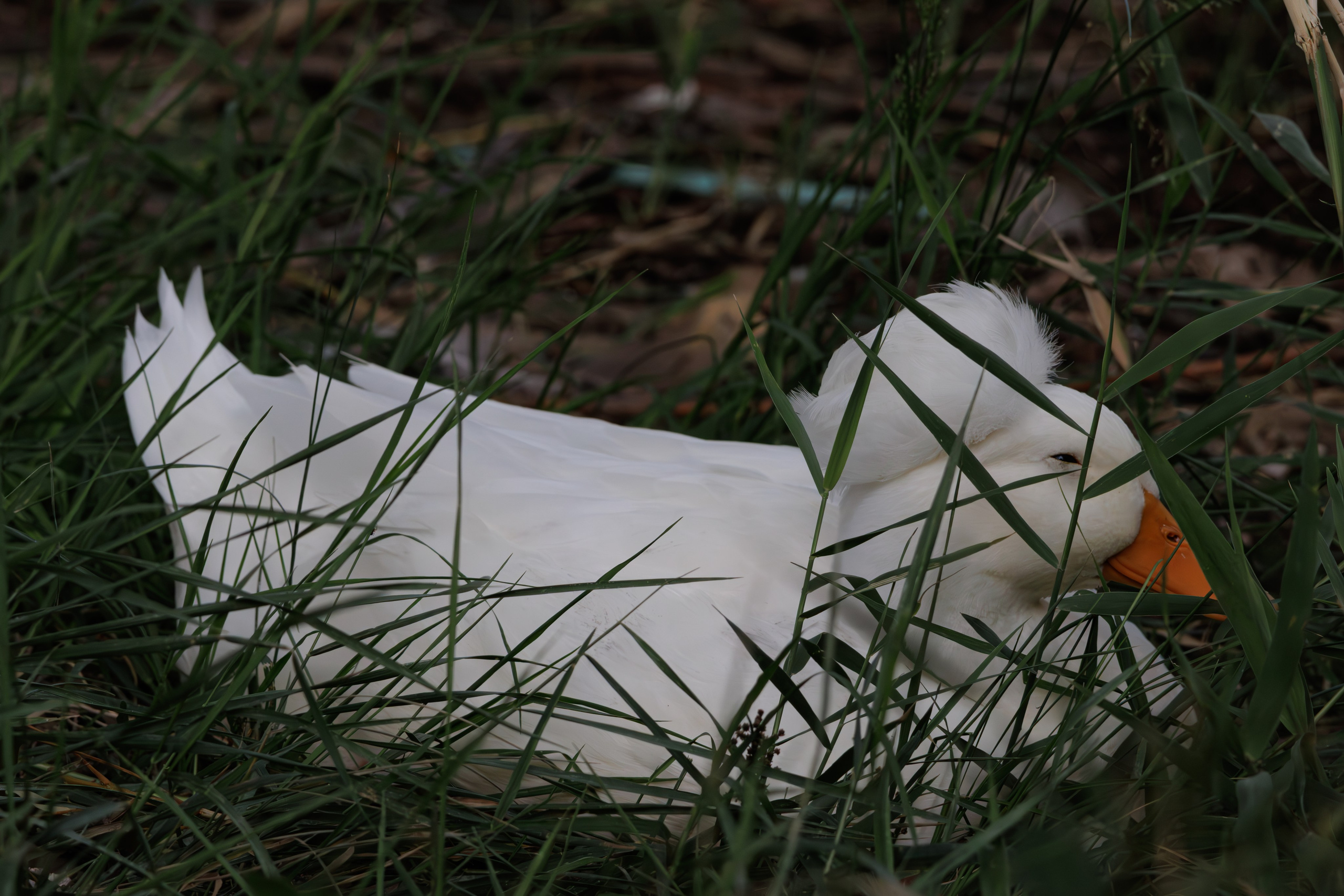 გასეირნება წავკისიდან ვაკის პარკამდე. FramefreeMan