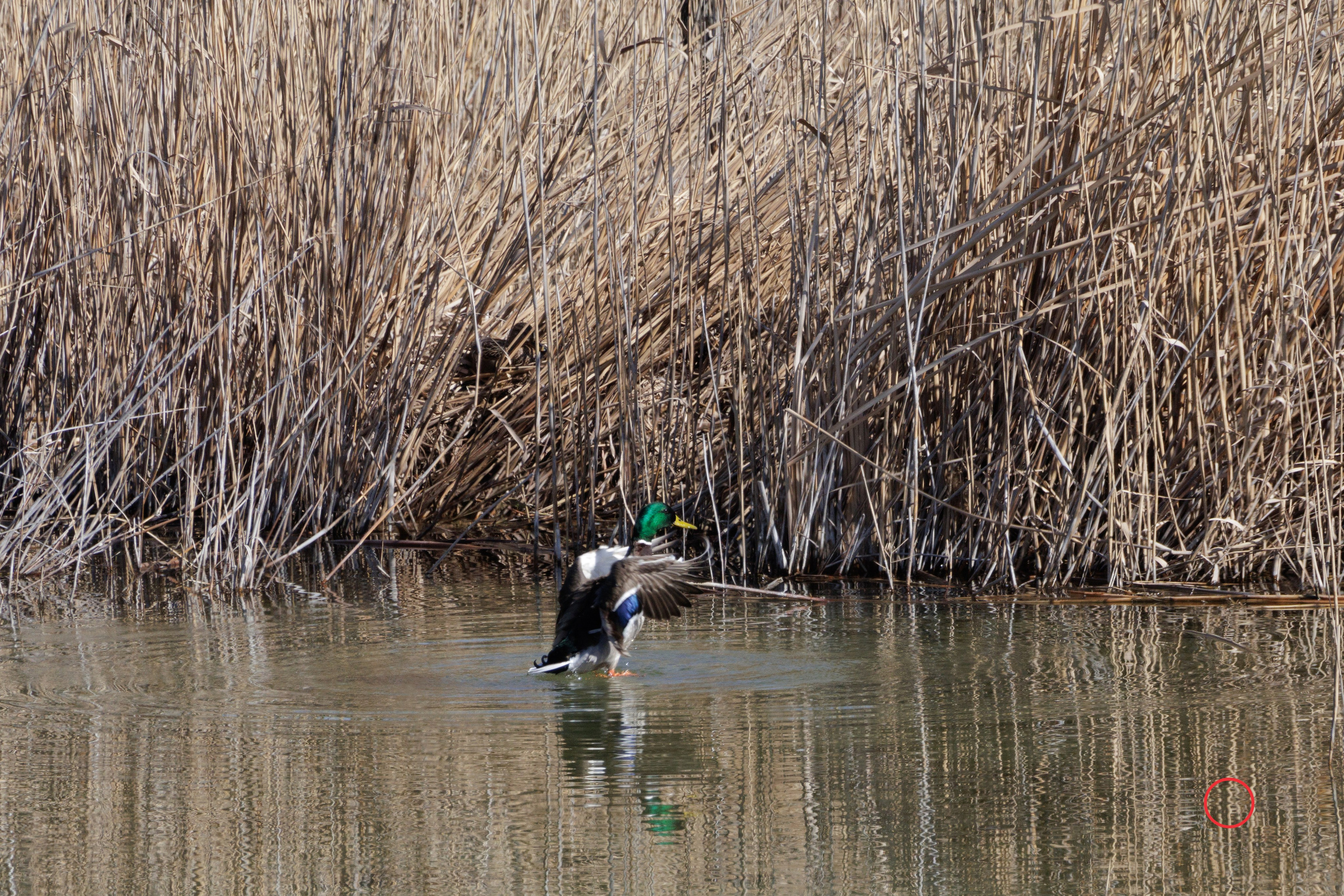 გასეირნება კრწანისის ტბებზე. FramefreeMan