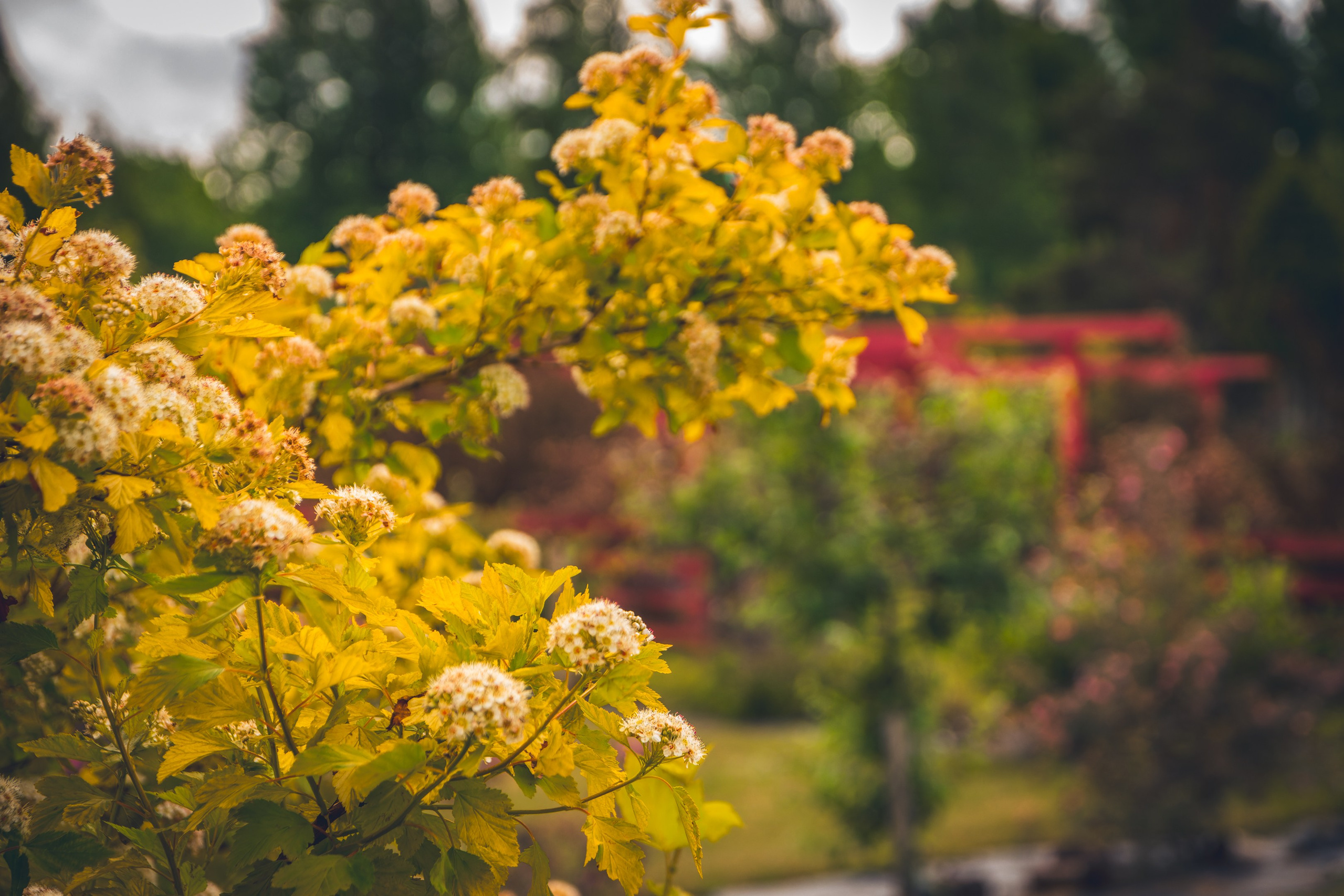 Saarema, reis. Nebula 25 — Fotod teie hingele