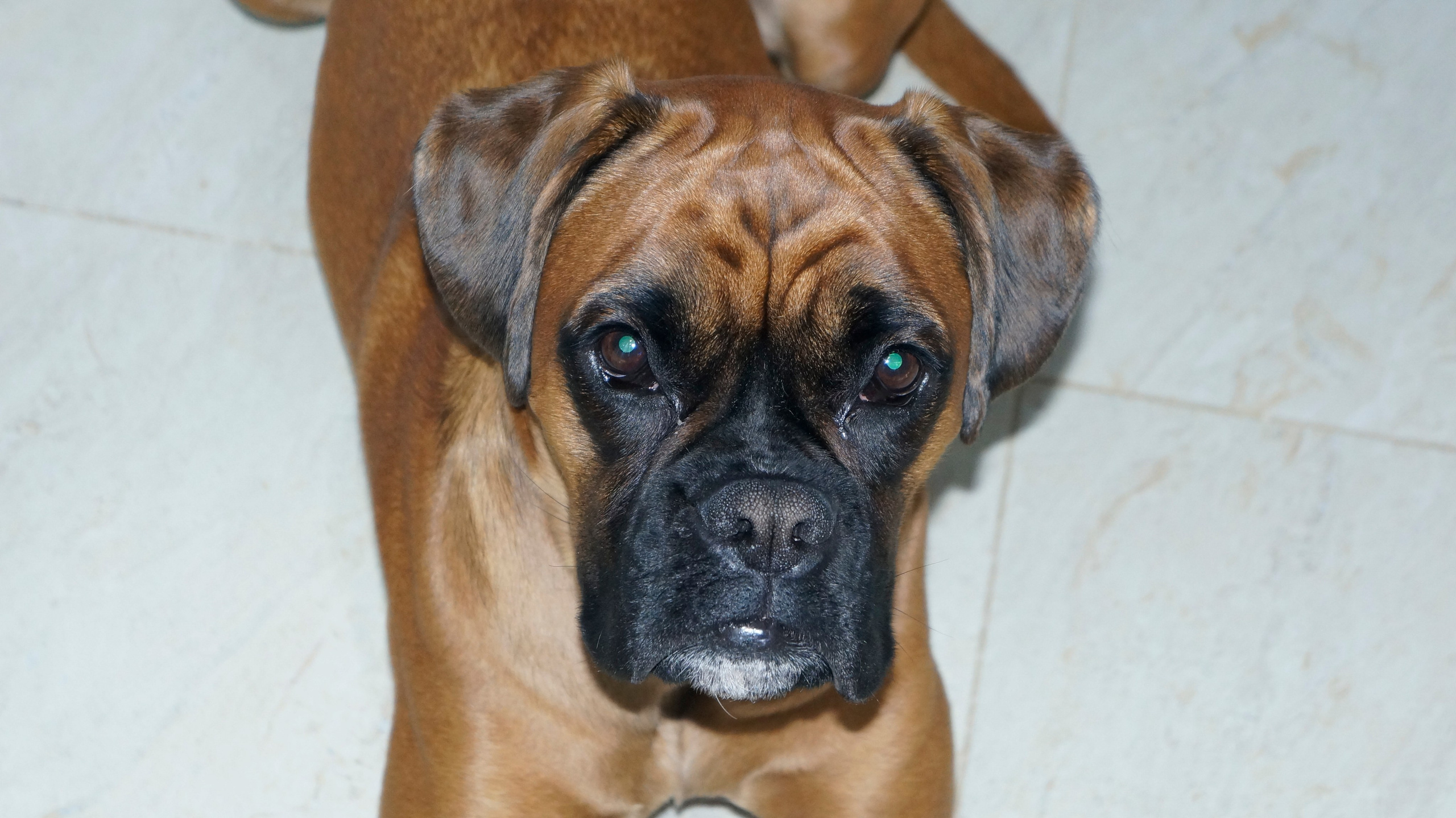 My ״Star״ Boxer Dog