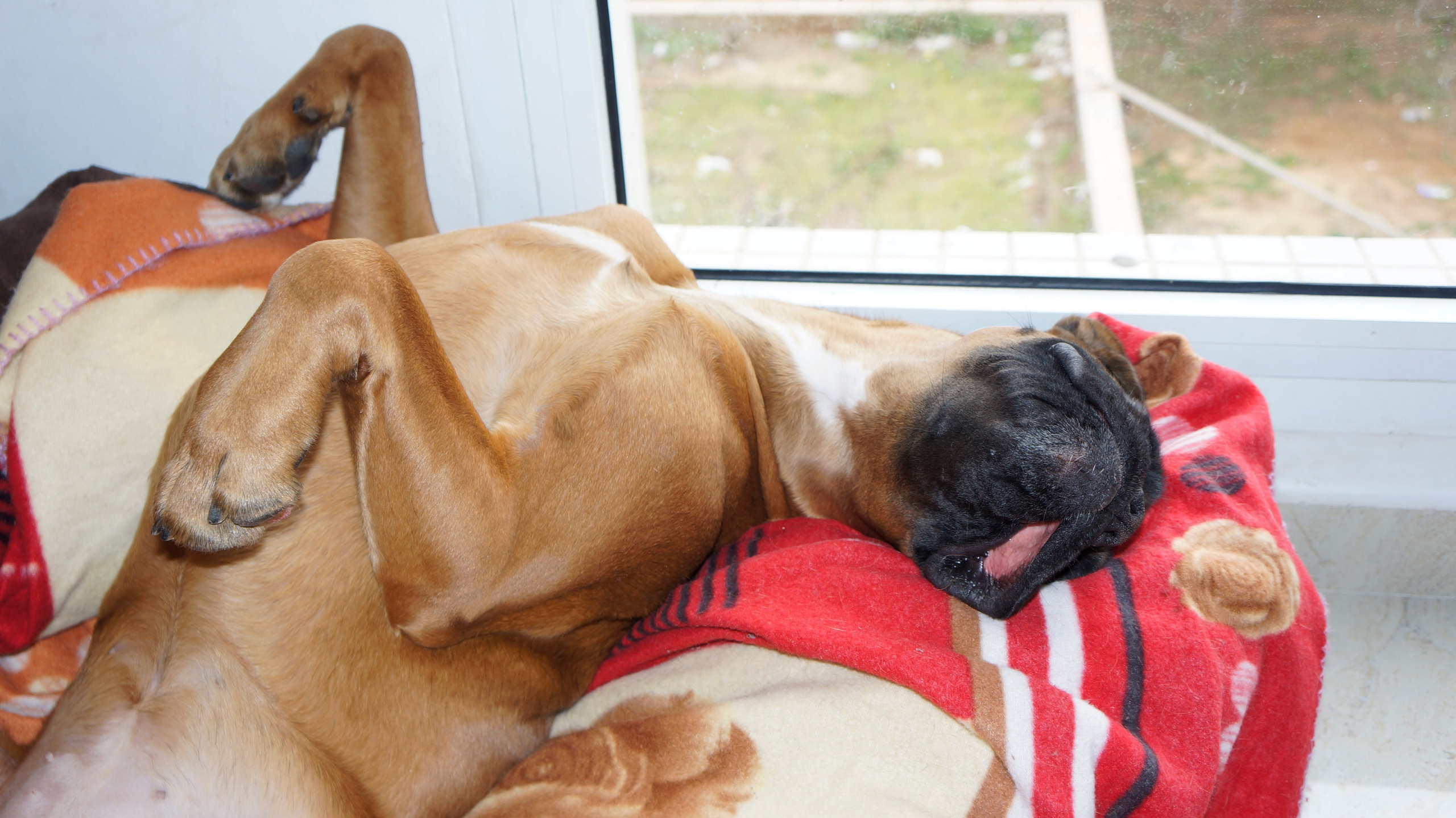 My ״Star״ Boxer Dog