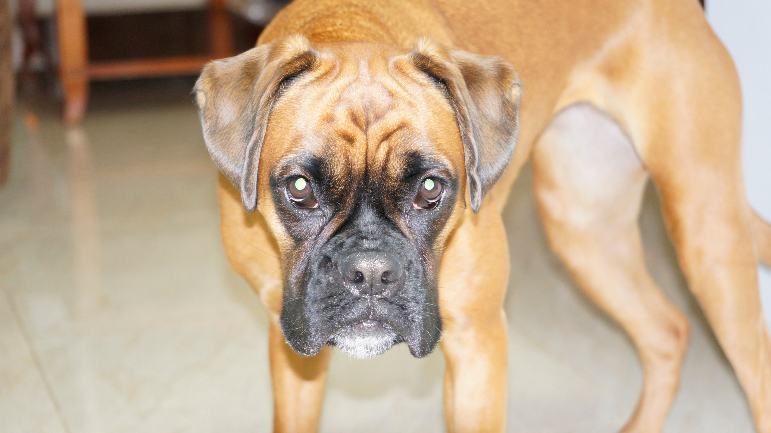 My ״Star״ Boxer Dog