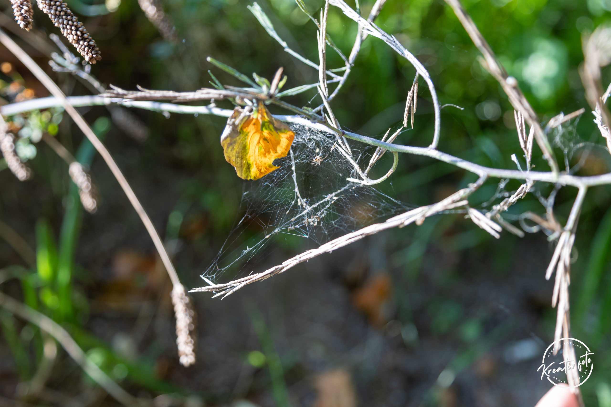 Sommer. Fotograf Aarhus | Portrætfoto Århus | Flotte billeder