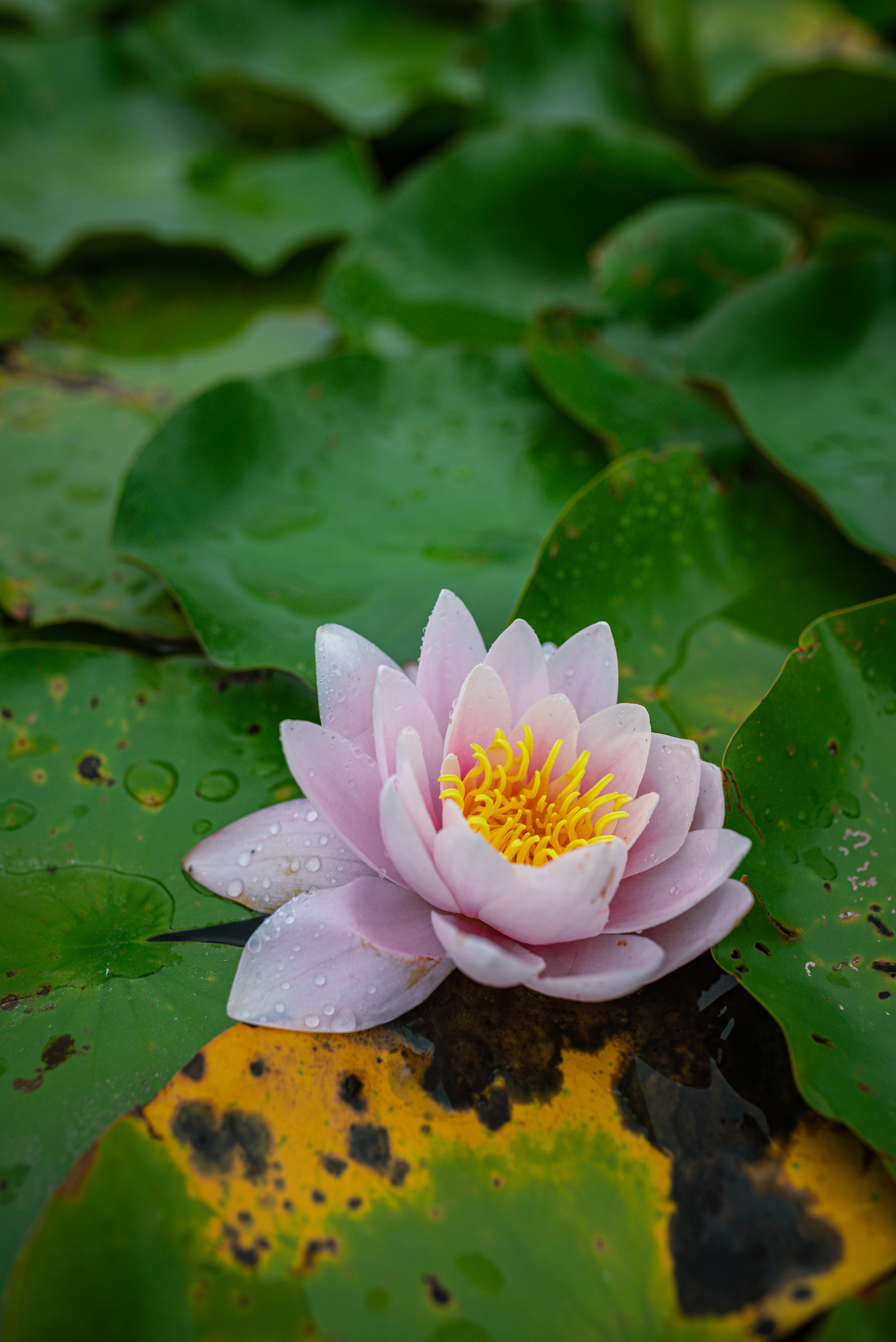 Anastasia & Johahn. Khanoff production