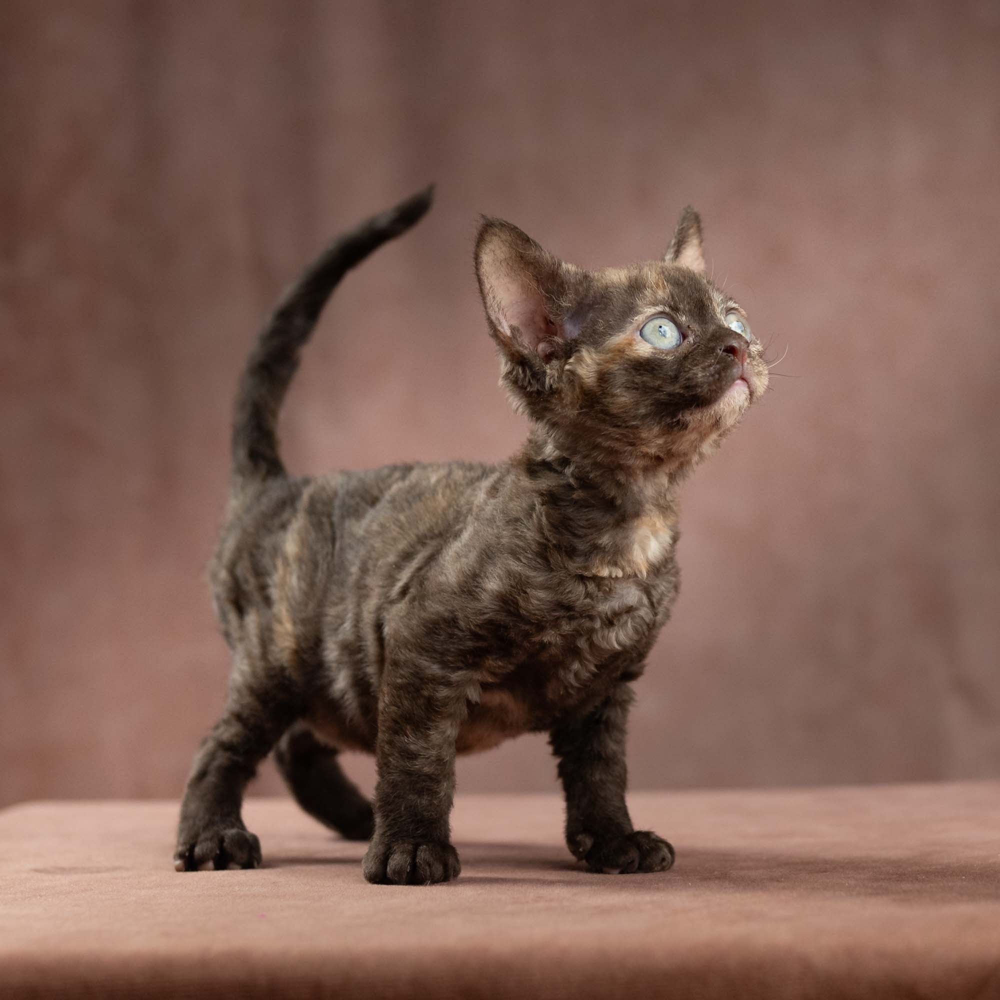 Dory, girl, born on 06.06.24 SOLD. Devon Rex Pixie Cattery