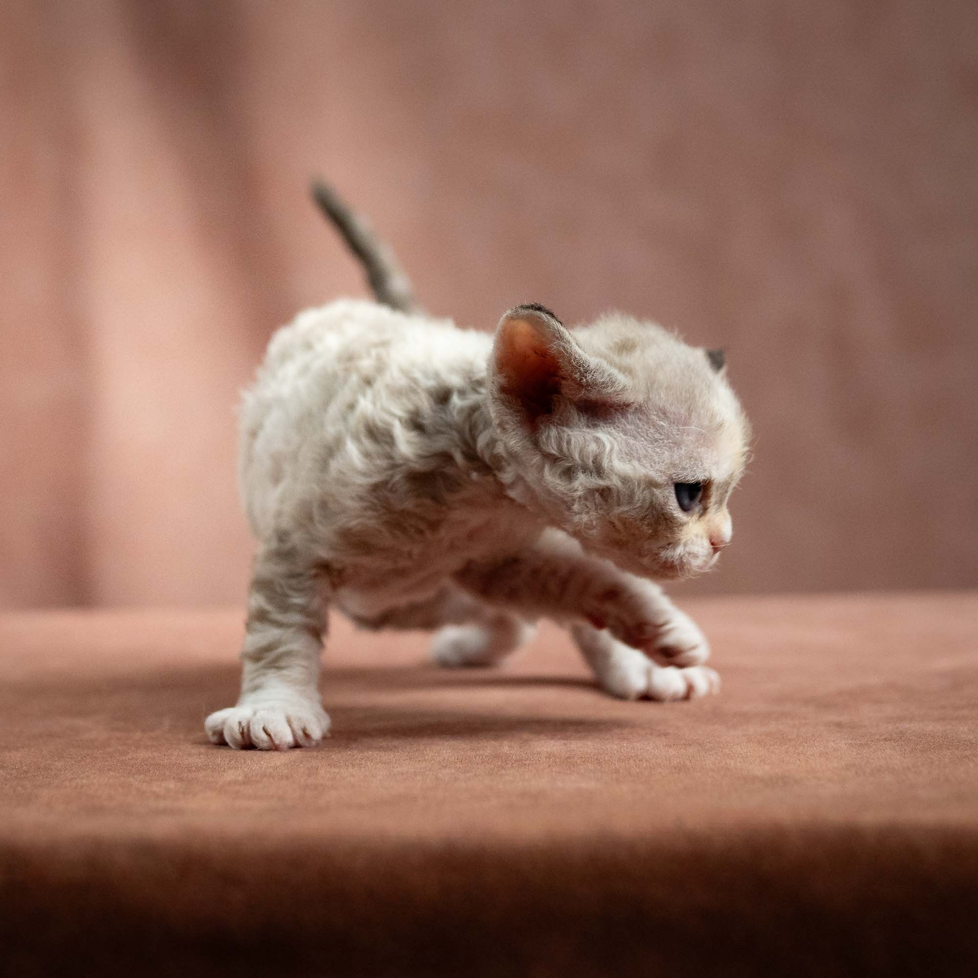 Nova, girl, born 01.17.26. Devon Rex Pixie Cattery