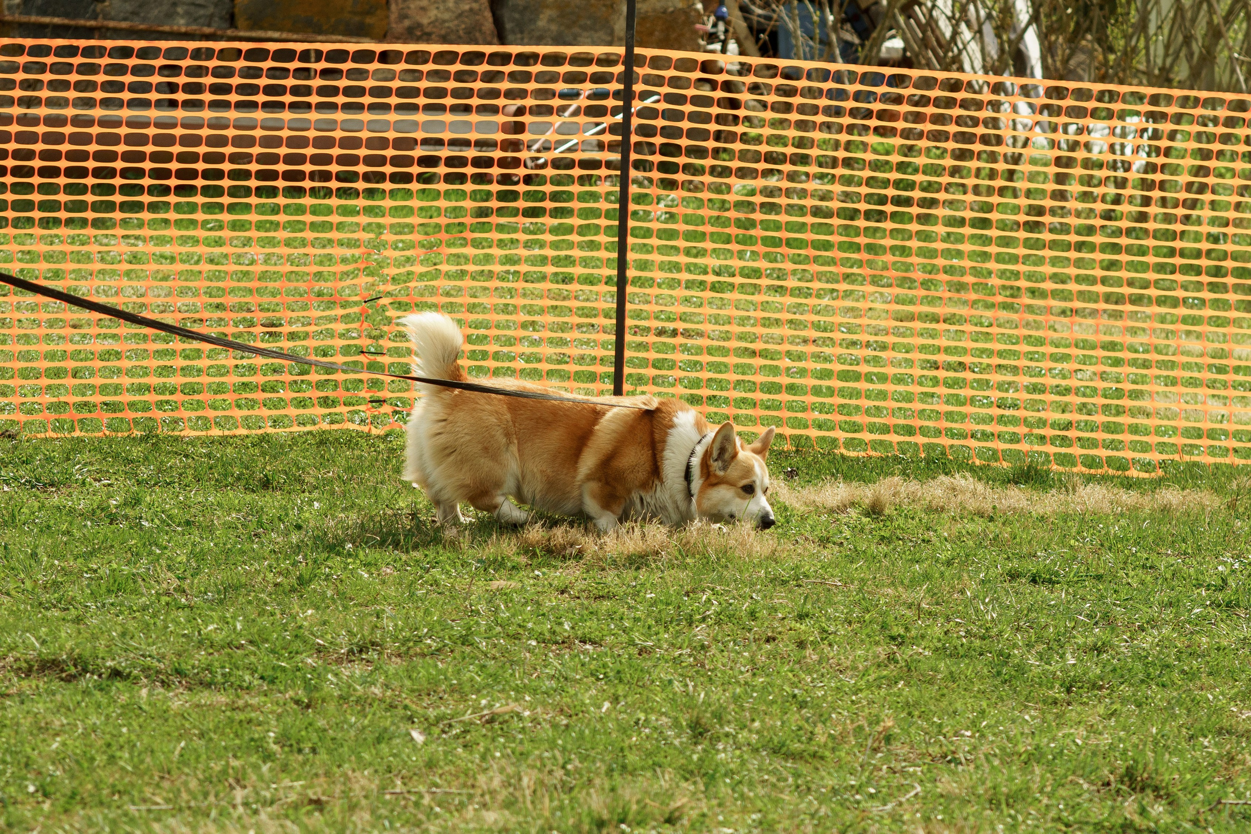 Herding Days, 26 apr. 2025. Kat Laisaar — Pet photographer in Tallinn