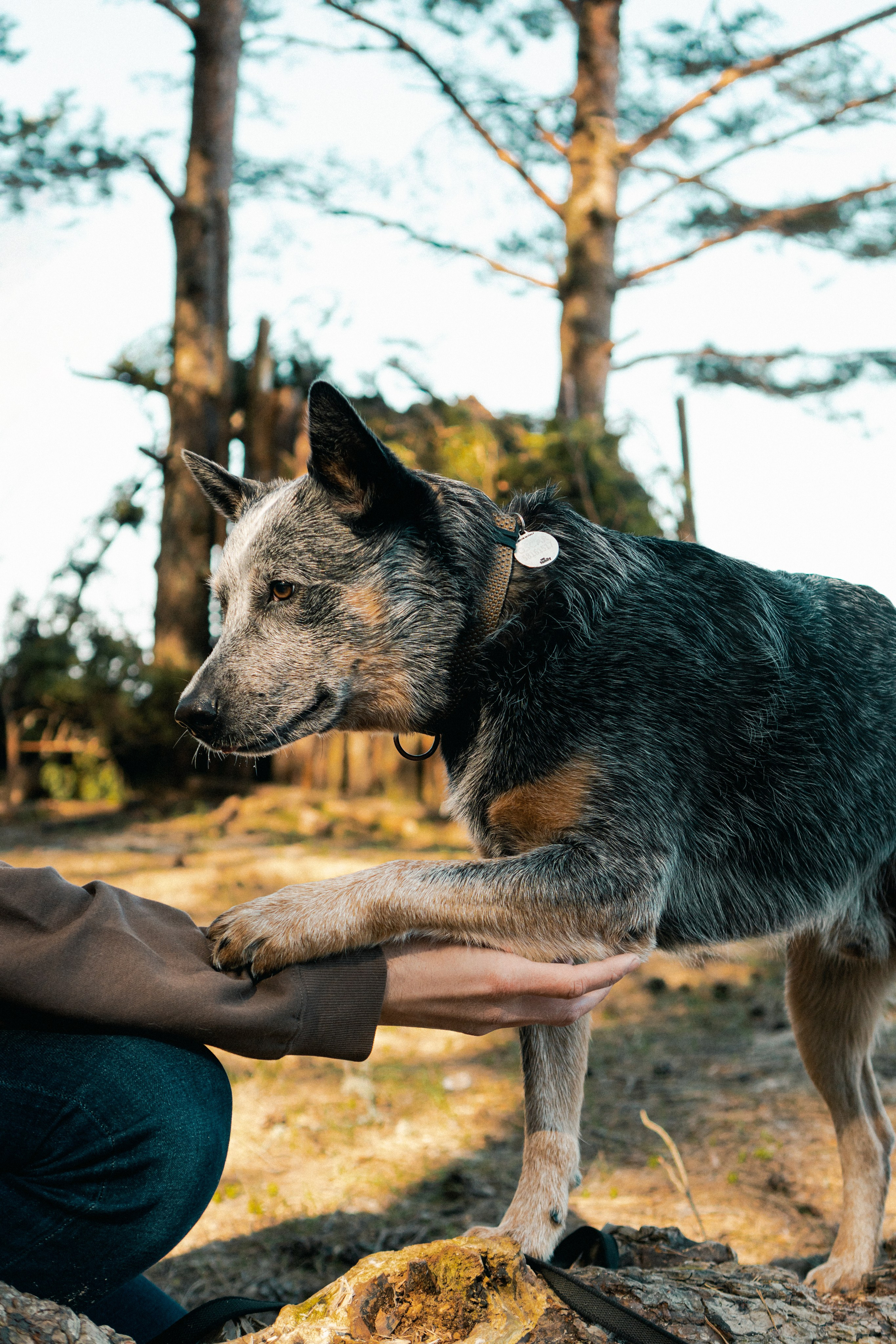 Oskar, Maria & Dmitrii. Kat Laisaar — Pet photographer in Tallinn