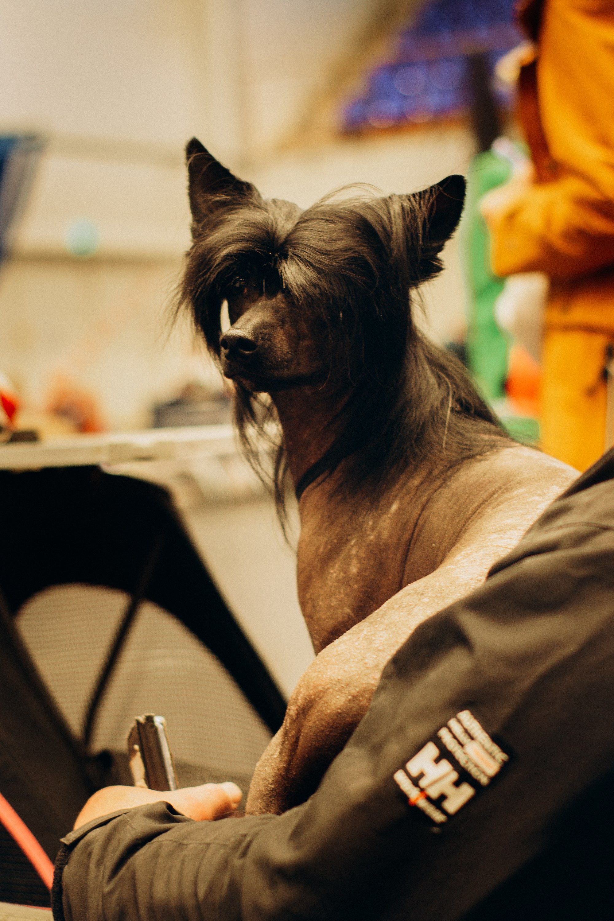 Rakvere Dog Show. Kat Laisaar — Pet photographer in Tallinn