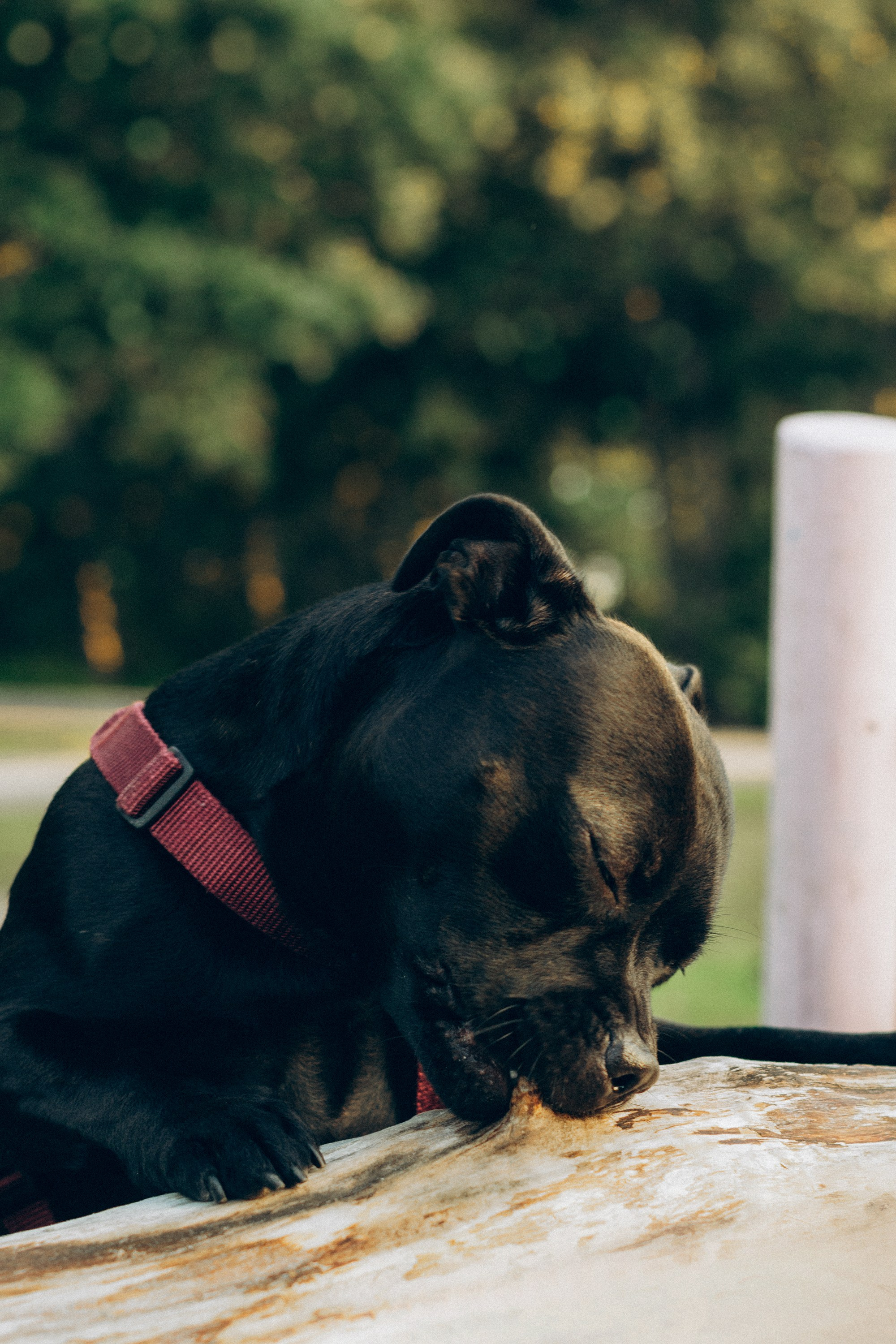 Severa and Barracuda, Staffordshire Bull Terriers. Kat Laisaar — Pet photographer in Tallinn
