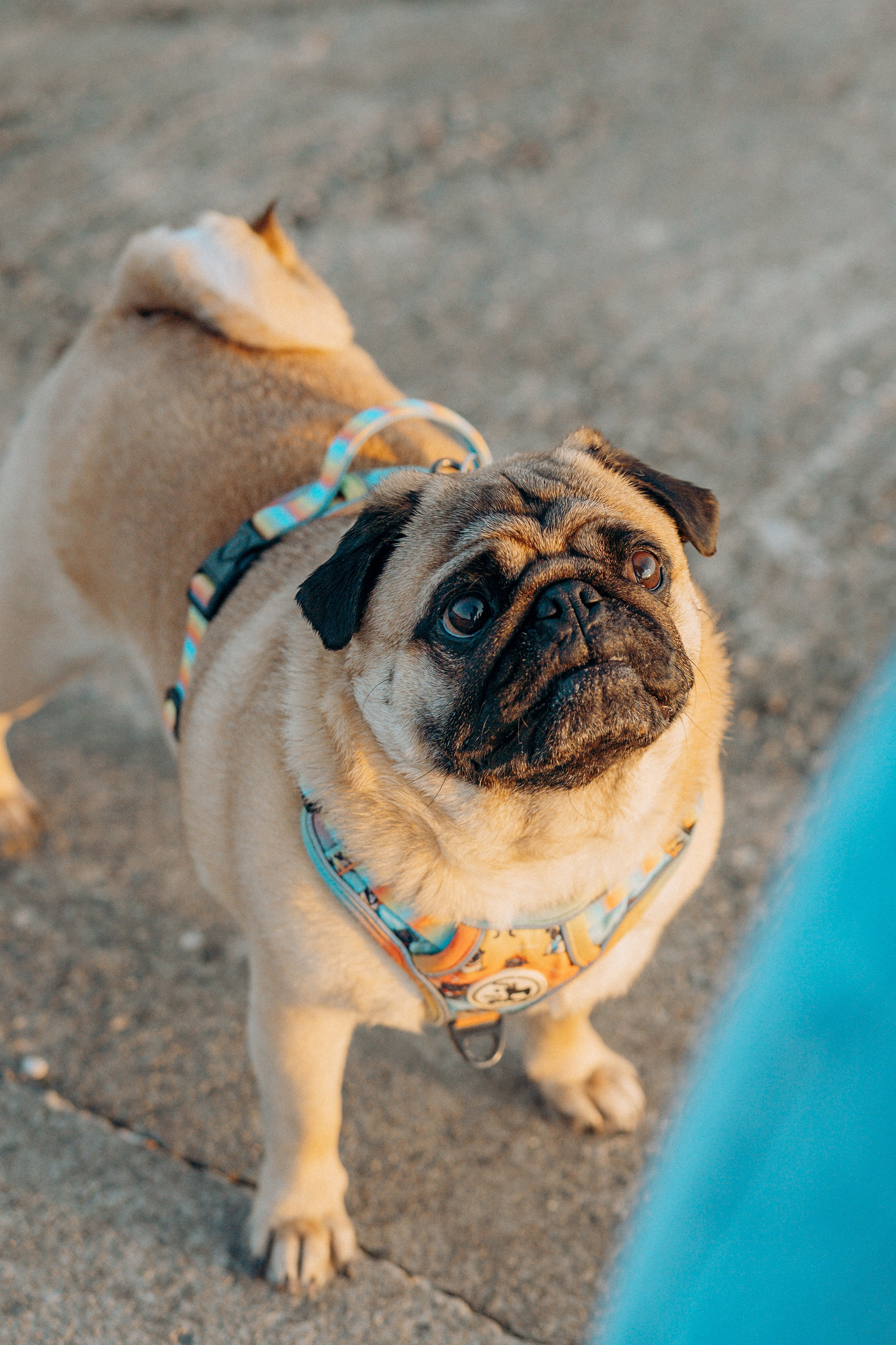 Frank, Tony, Katerina & Lev. Kat Laisaar — Pet photographer in Tallinn