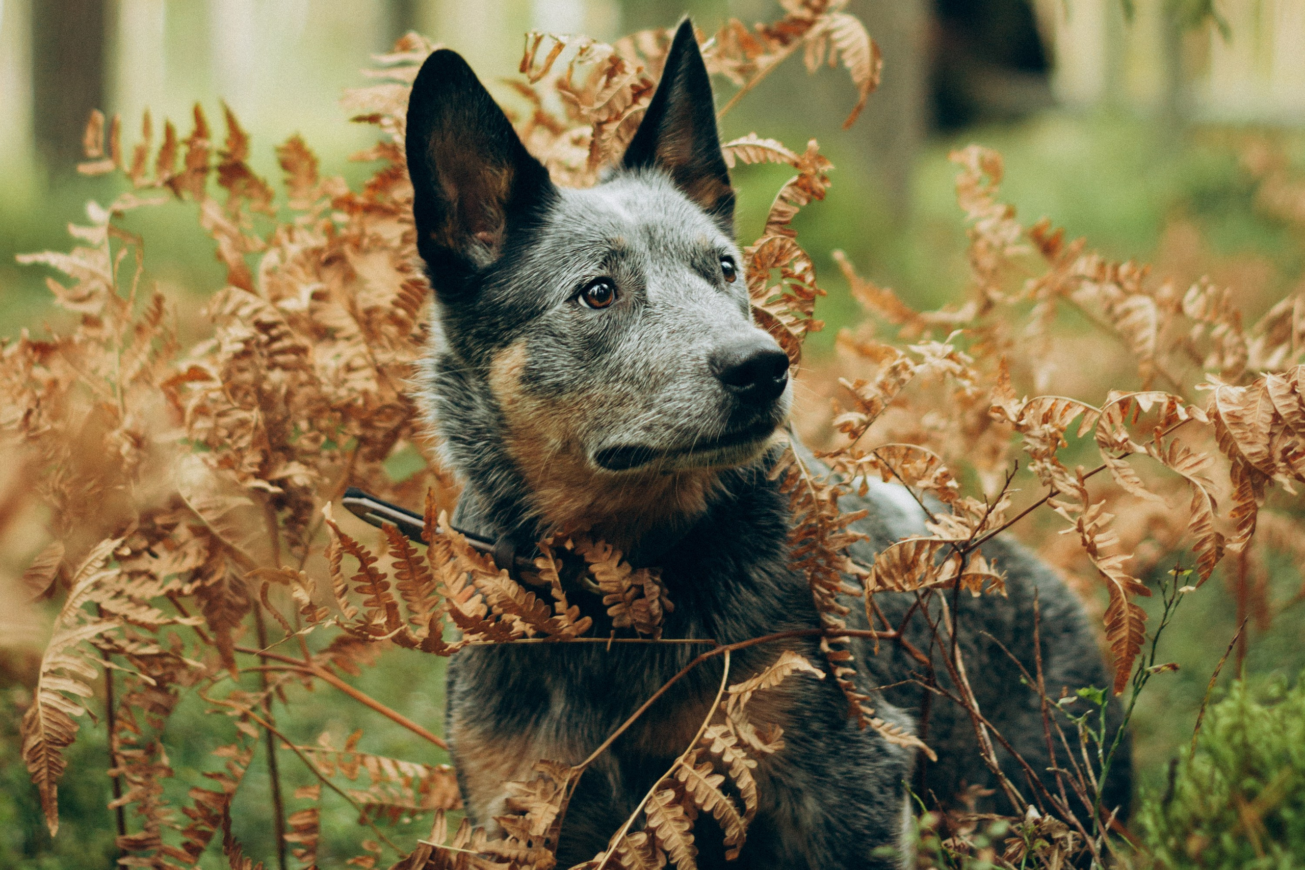 Polina and her Dakota, Blue Heeler. Kat Laisaar — Pet photographer in Tallinn