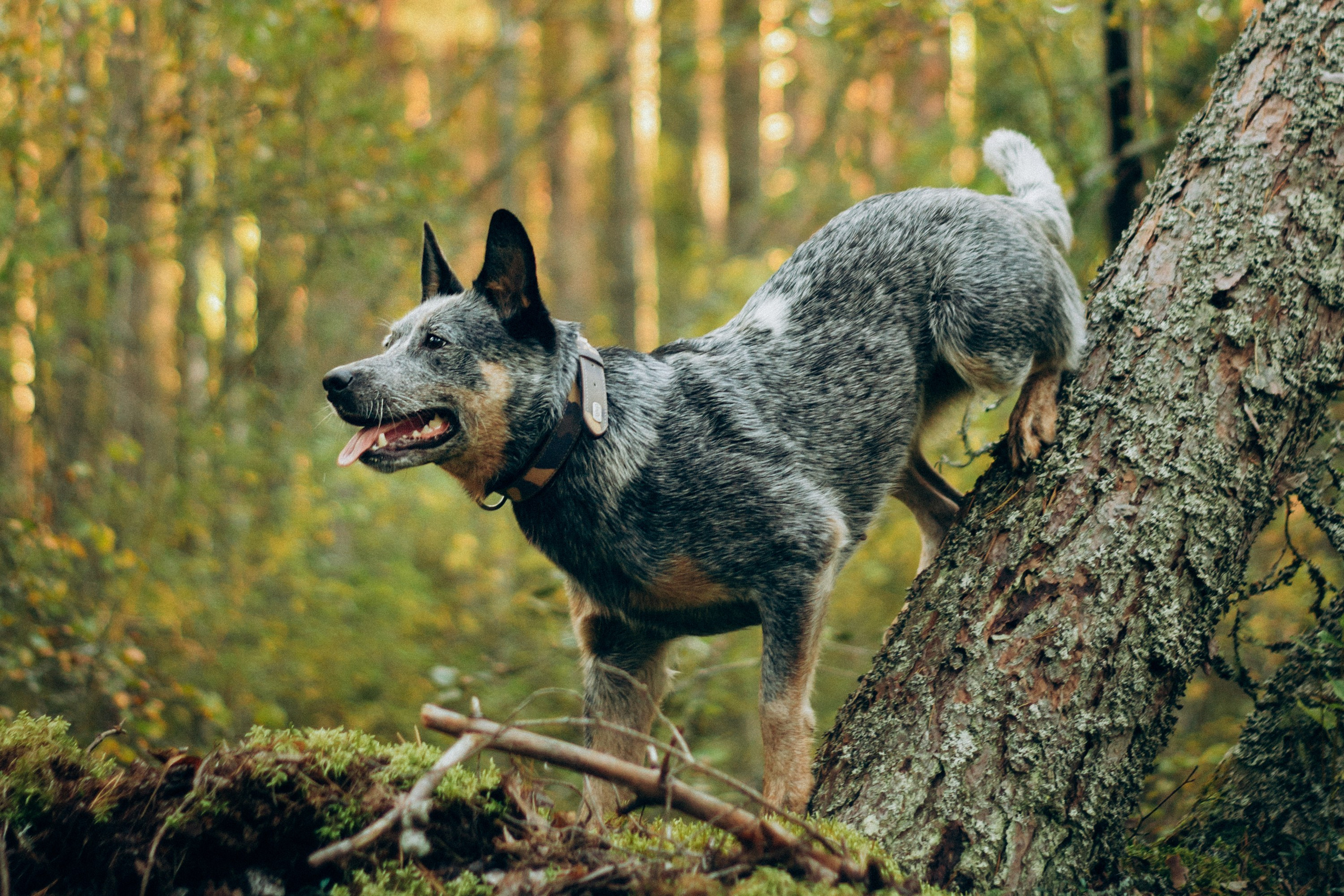 Polina and her Dakota, Blue Heeler. Kat Laisaar — Pet photographer in Tallinn
