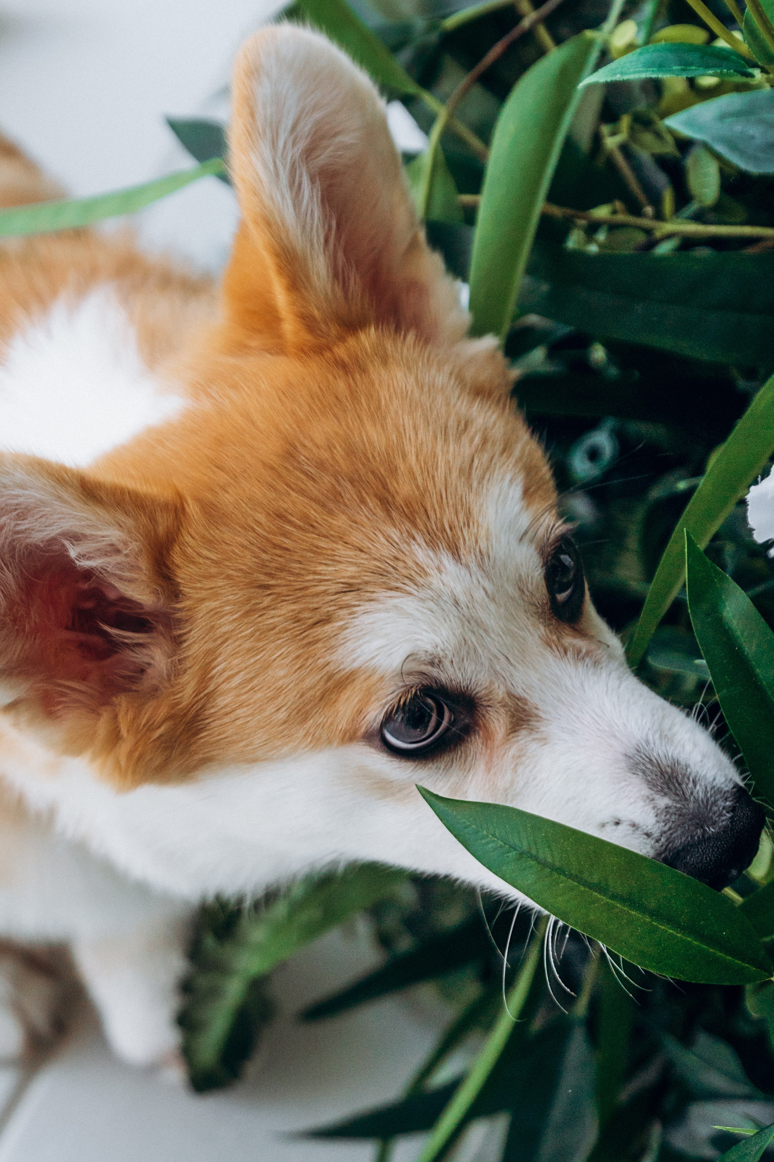 Mars & his Family. Kat Laisaar — Pet photographer in Tallinn