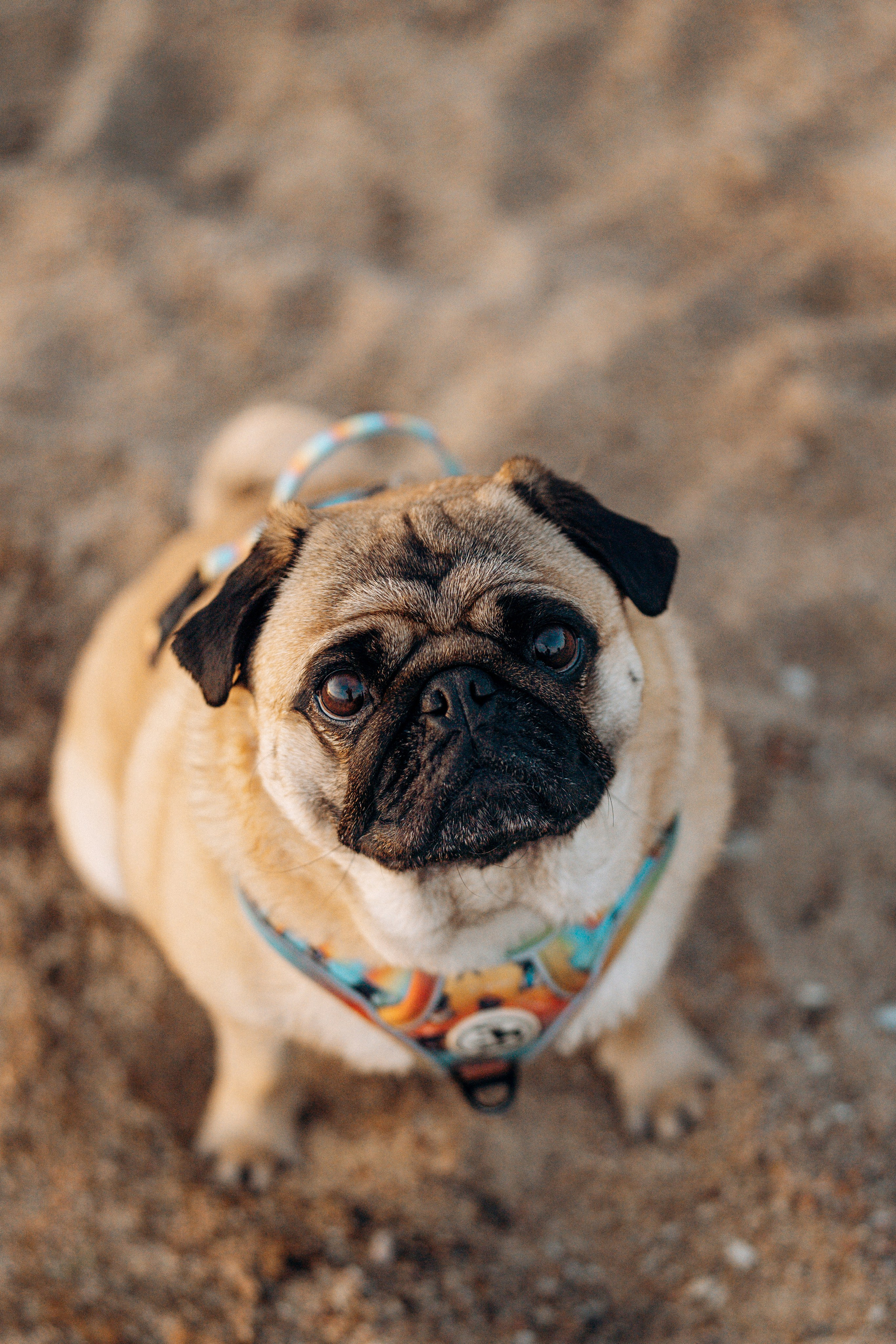 Frank, Tony, Katerina & Lev. Kat Laisaar — Pet photographer in Tallinn