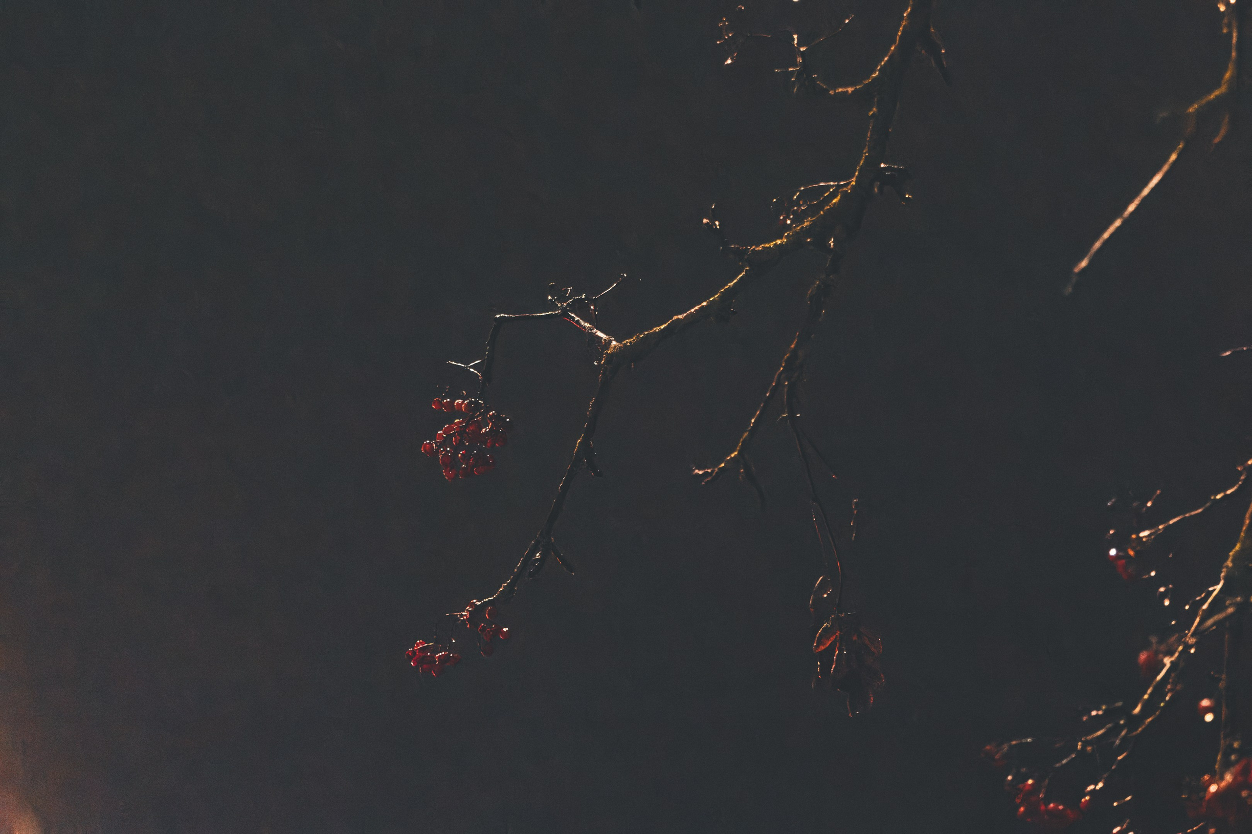 Eelmine öö. Nebula 25 — Fotod teie hingele