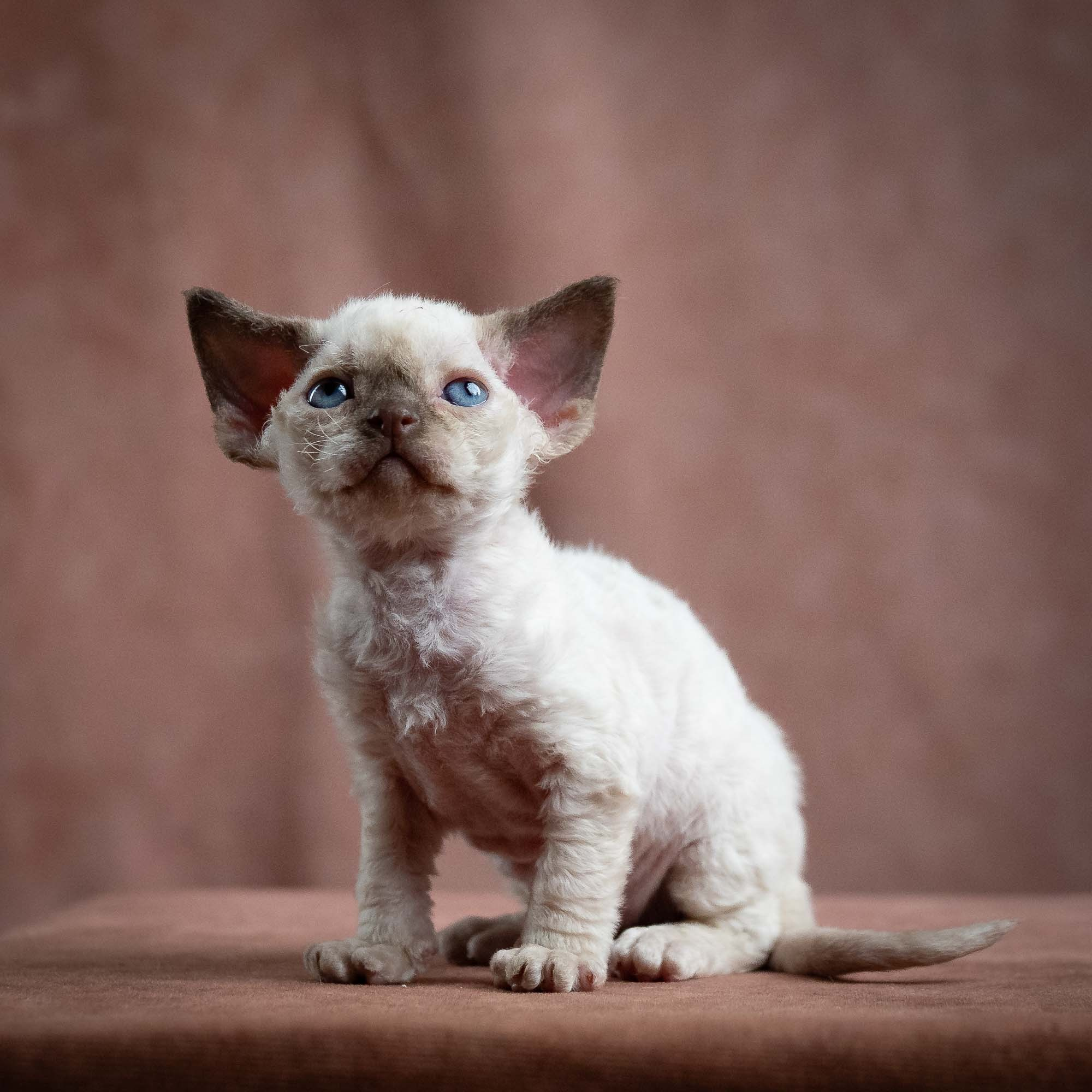Mila, girl, born 01.15.26. Devon Rex Pixie Cattery