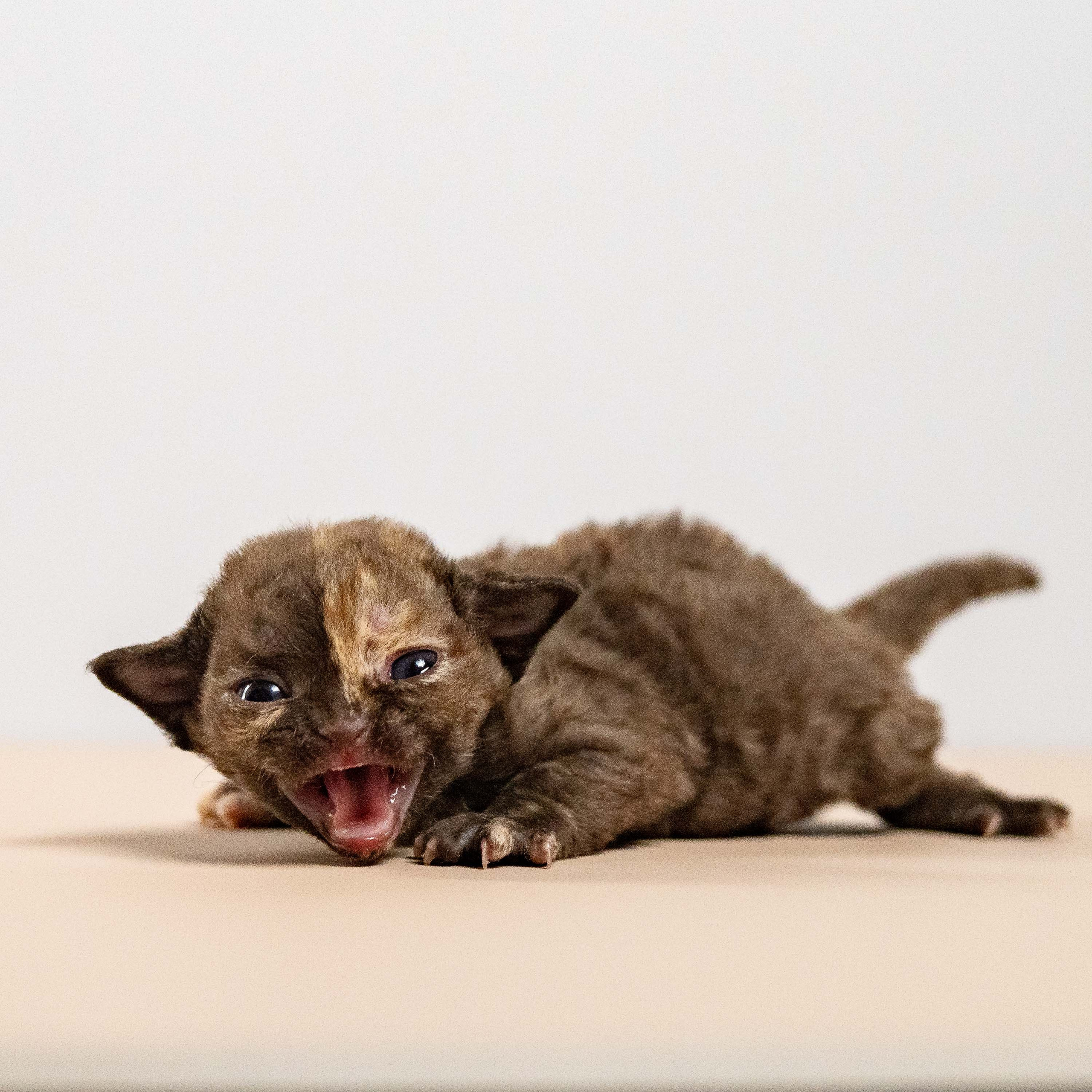 Mocha, girl, born 01.15.26. Devon Rex Pixie Cattery