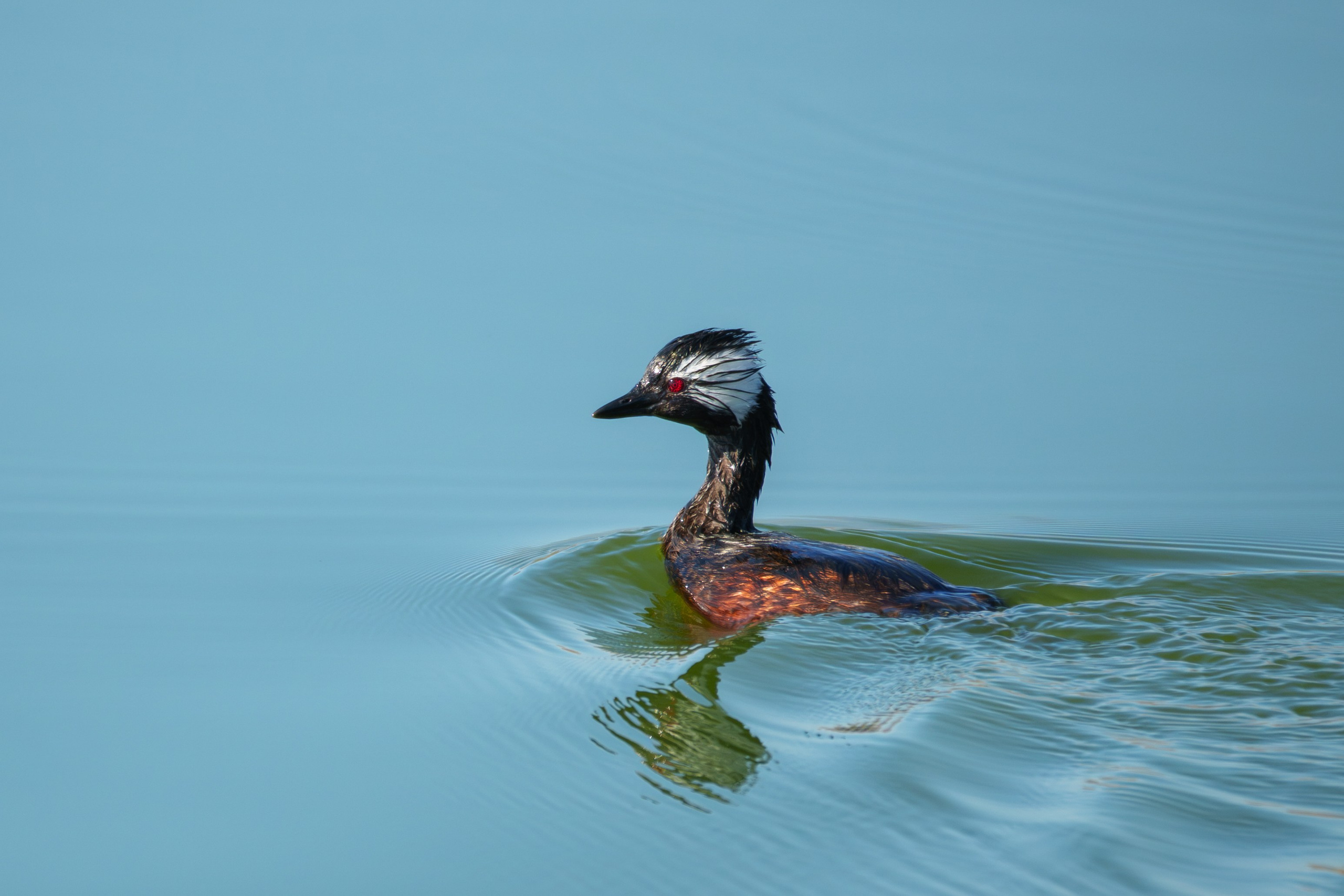 Fauna. Fotografía del día a día. Yuri Marín C