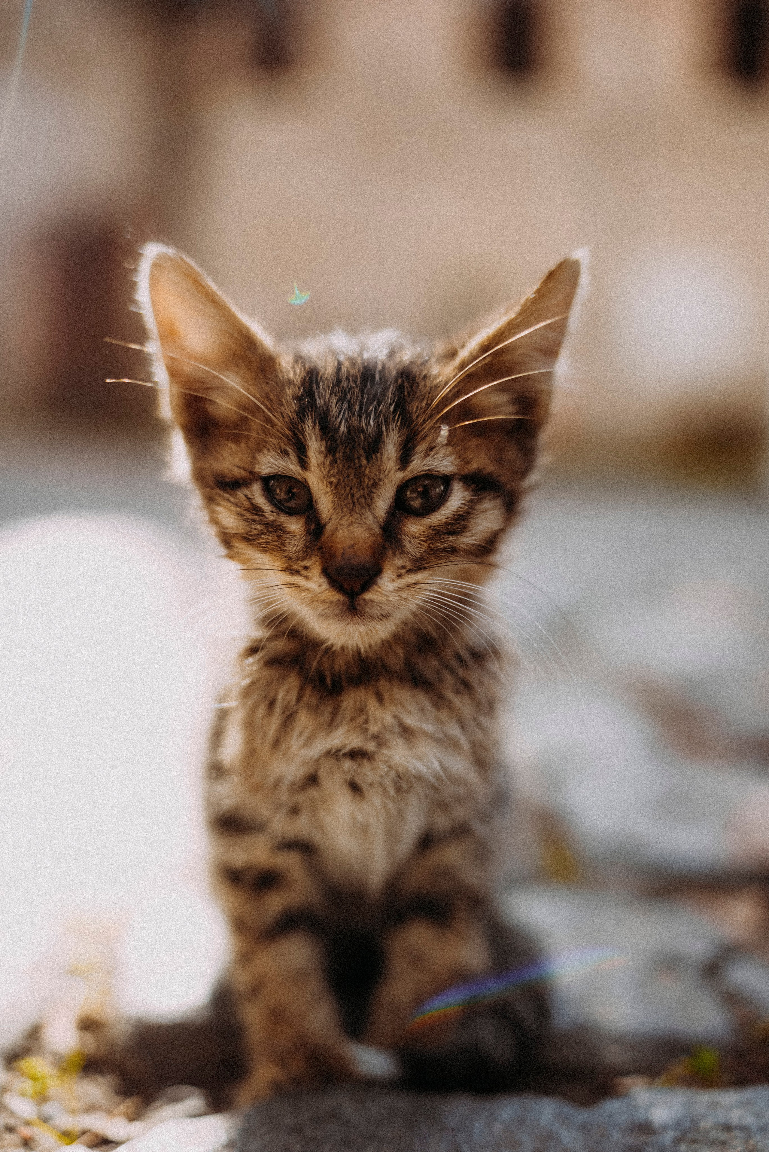 СТАМБУЛ. Стрит-фотография, полная абсурда, идиотизма и красоты