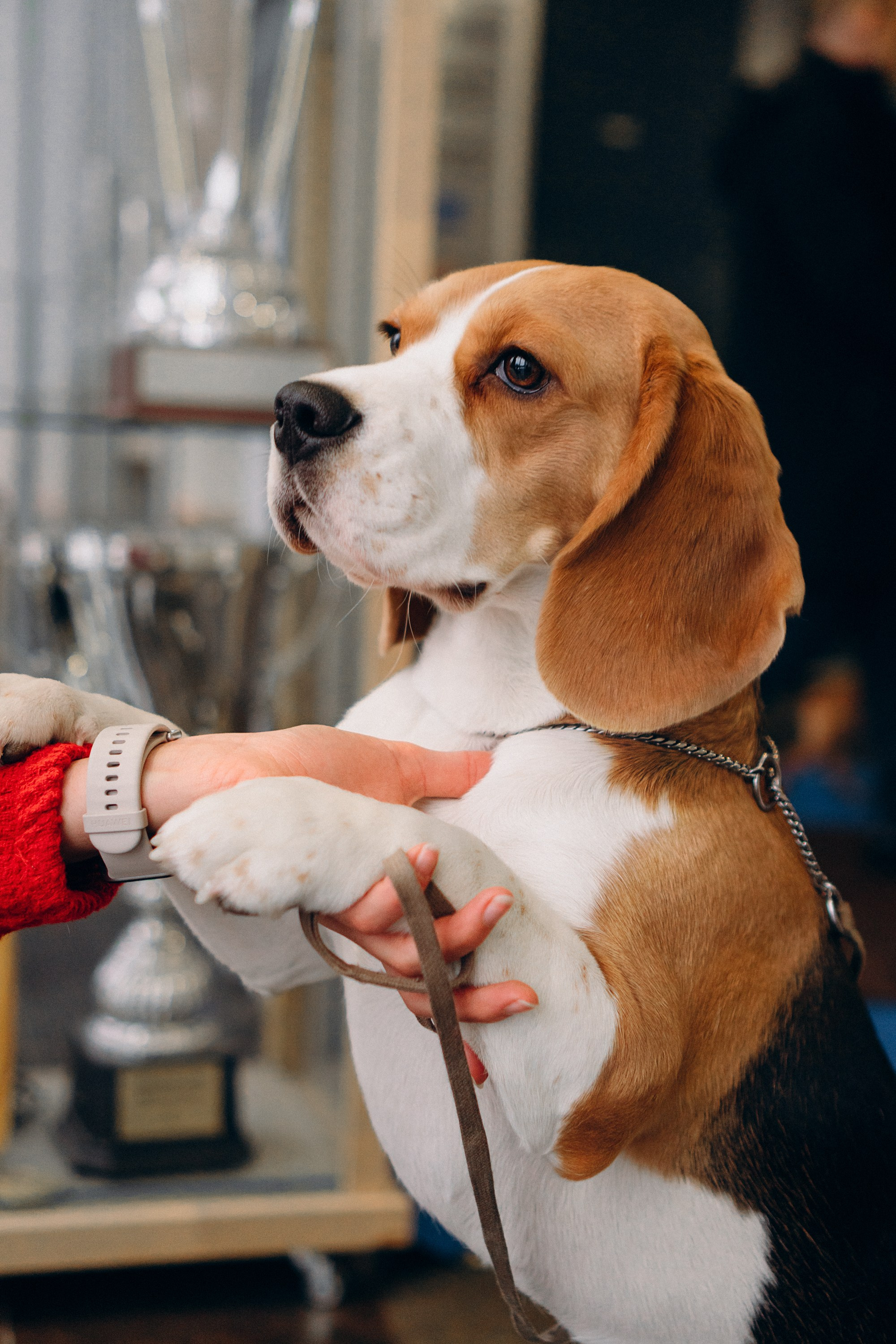 Luure & Cascada. Kat Laisaar — Pet photographer in Tallinn