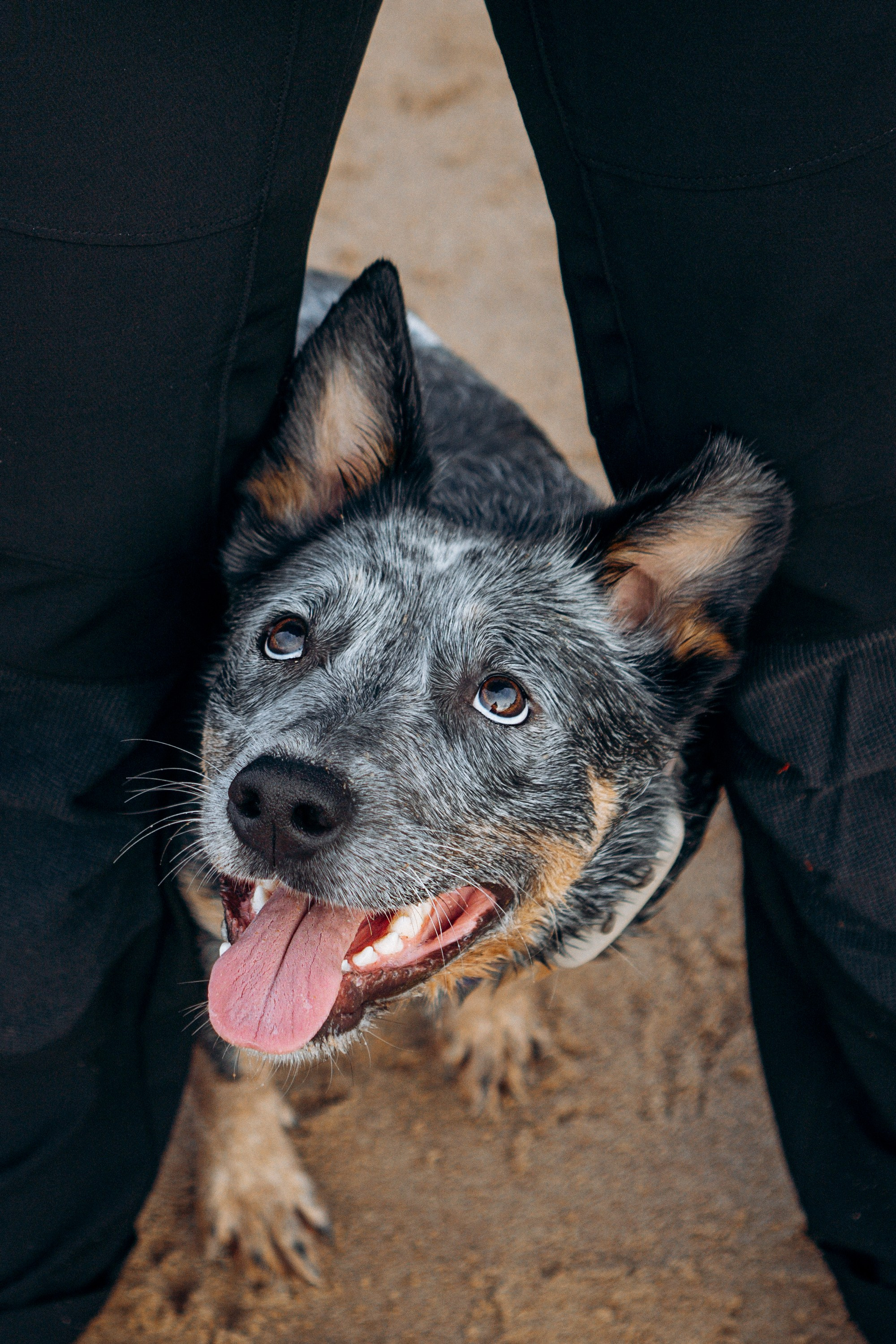 Polina and her Dakota, Australian Cattle Dog. Kat Laisaar — Pet photographer in Tallinn