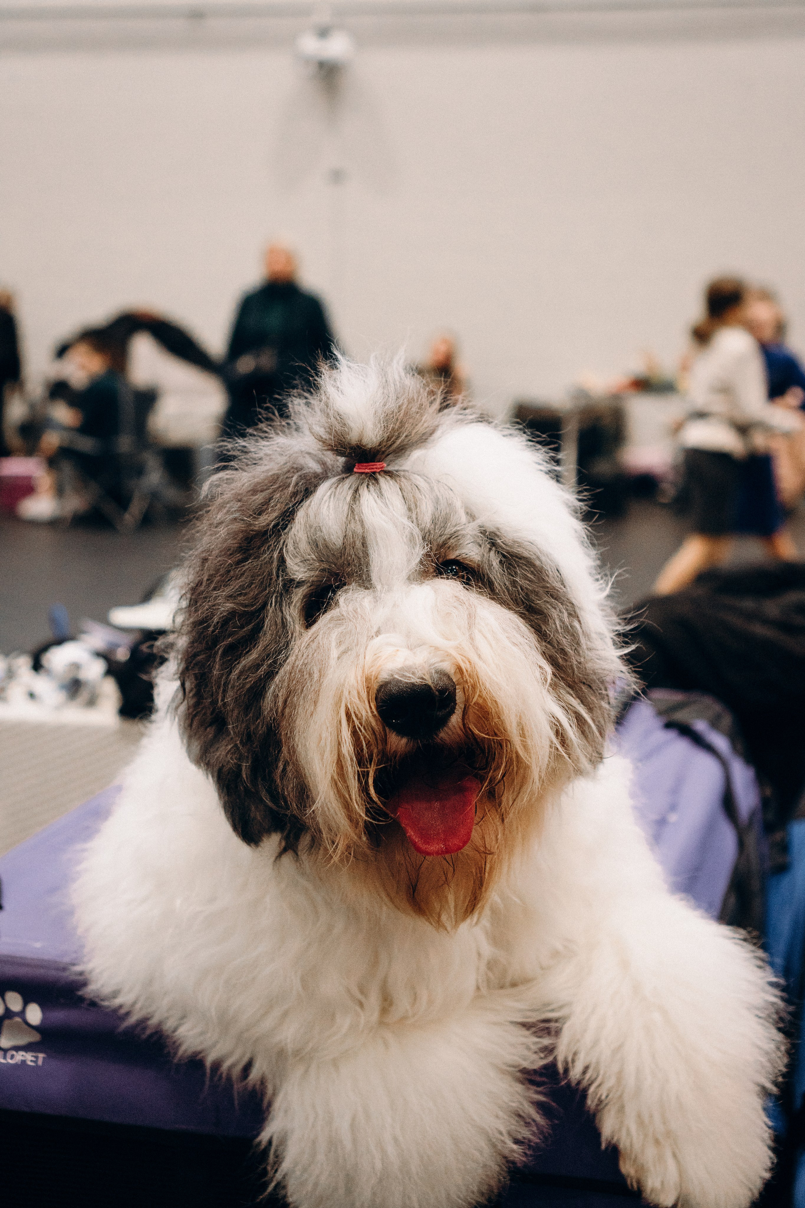 Pärnu dog weekend photo report. Kat Laisaar — Pet photographer in Tallinn