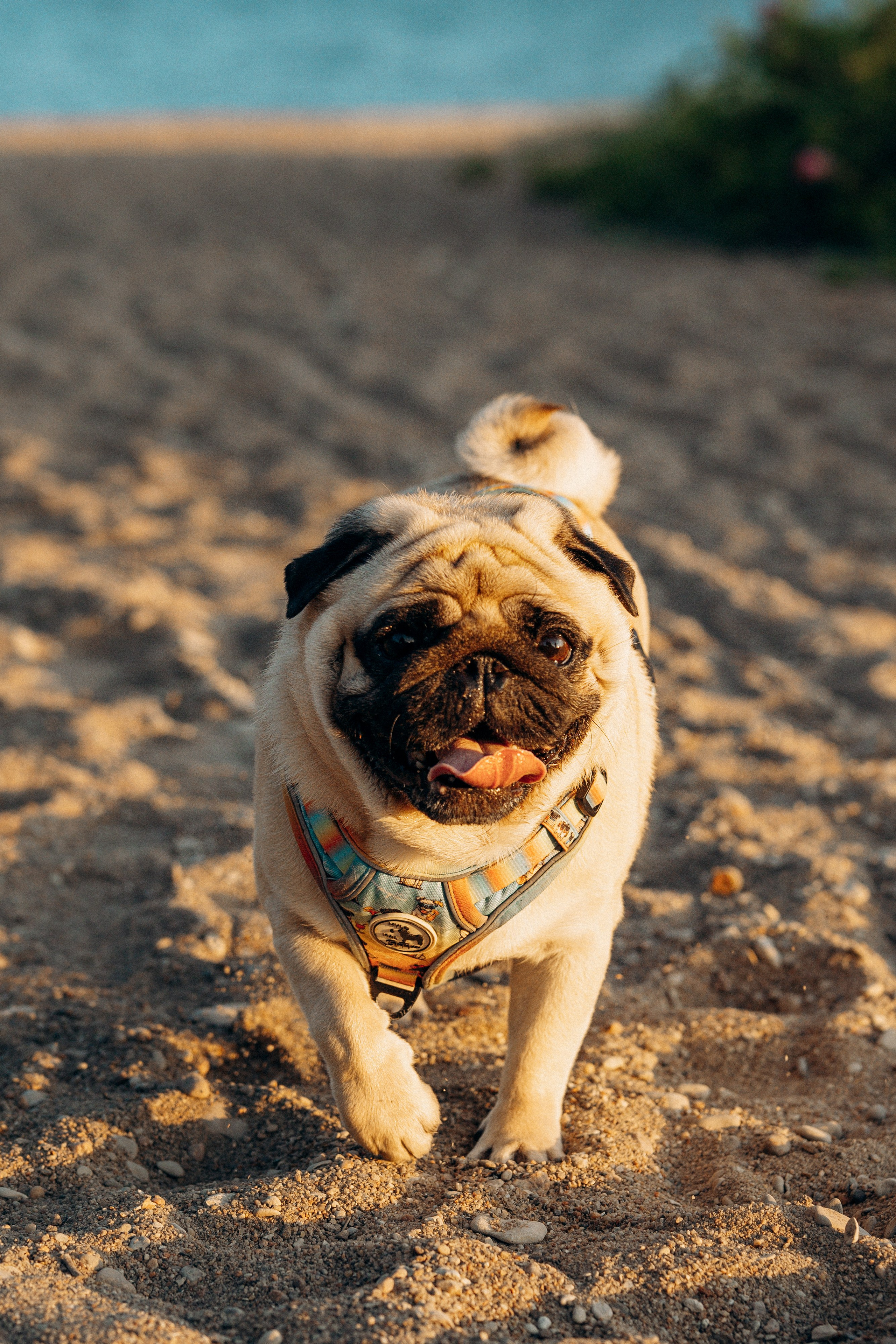 Frank, Tony, Katerina & Lev. Kat Laisaar — Pet photographer in Tallinn