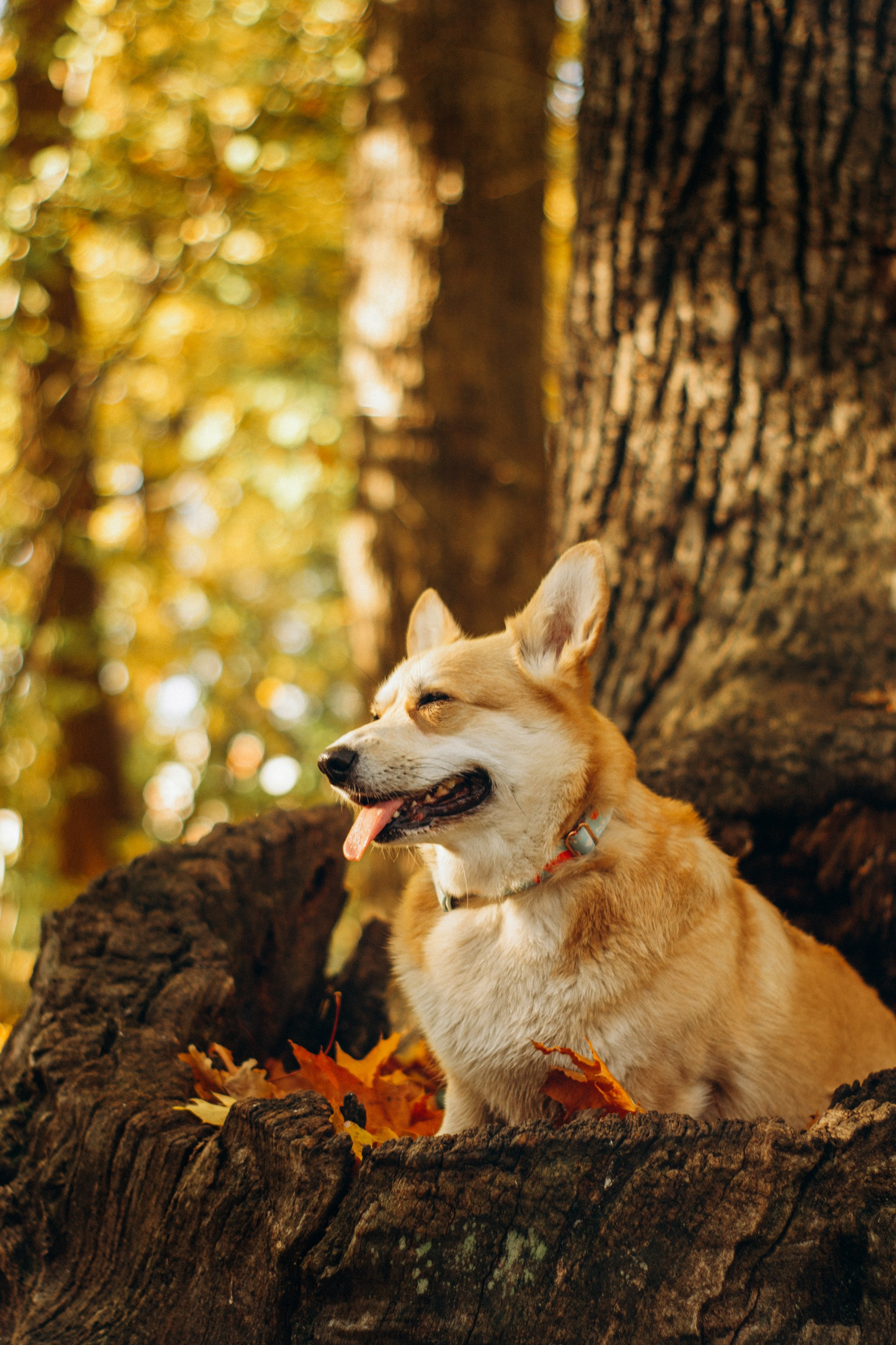 Irina and her Teffy, Pembroke Welsh Corgi. Kat Laisaar — Pet photographer in Tallinn