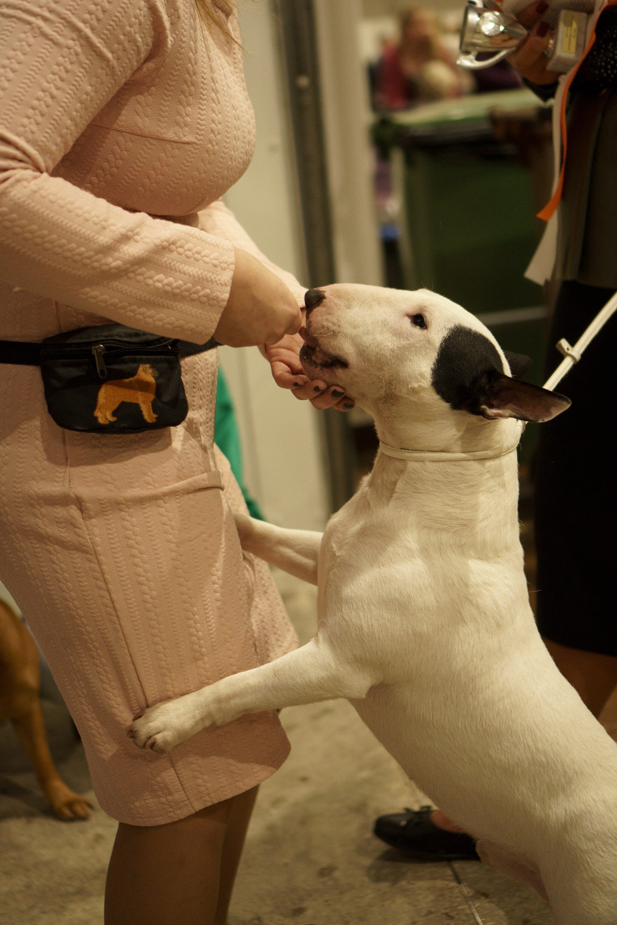 Tartu International Dog Show. Kat Laisaar — Pet photographer in Tallinn