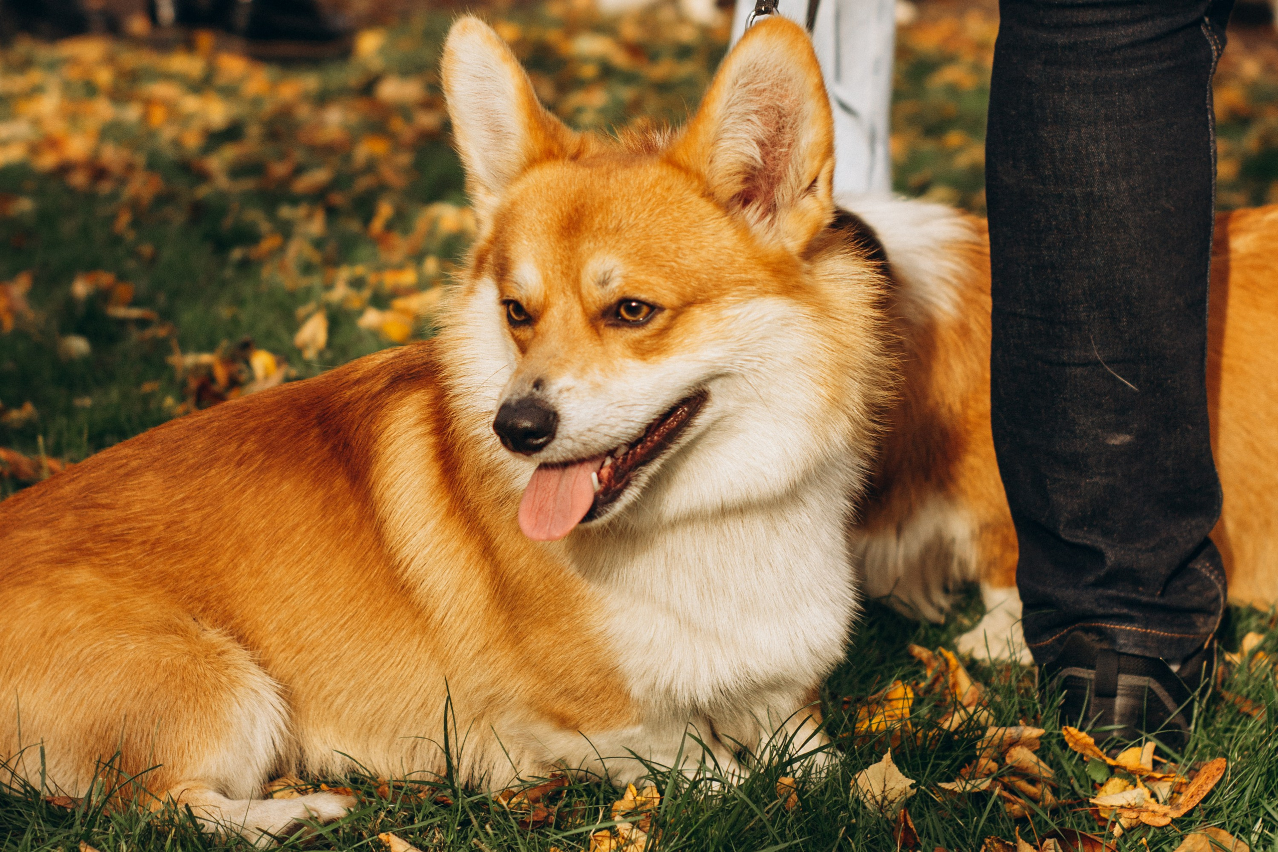 Corgi party, october. Kat Laisaar — Pet photographer in Tallinn