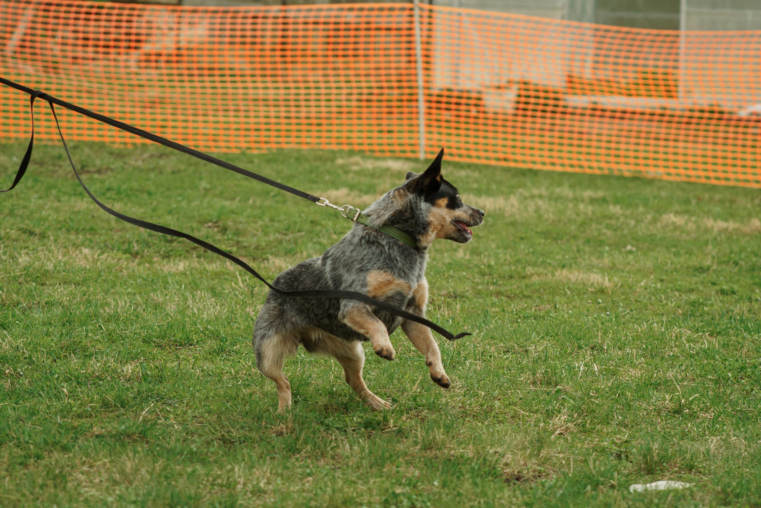 Herding Days, 26 apr. 2025. Kat Laisaar — Pet photographer in Tallinn