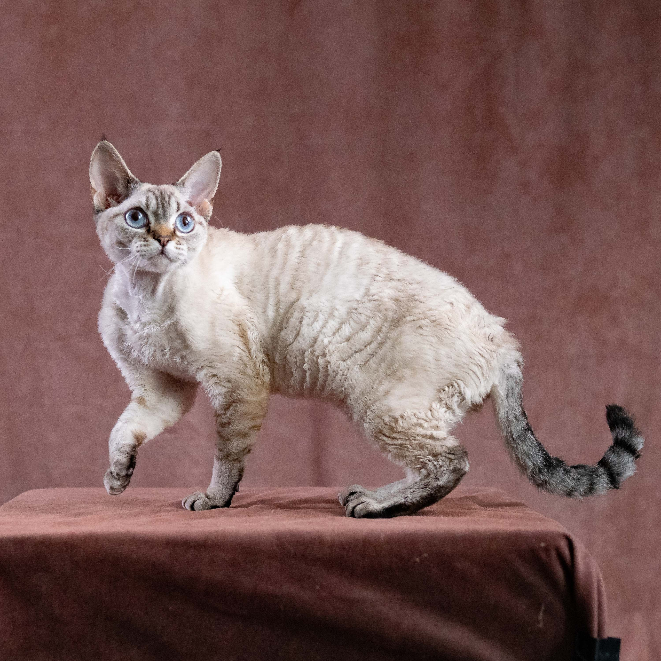 CH Txelfkatz Lolly. Devon Rex Pixie Cattery