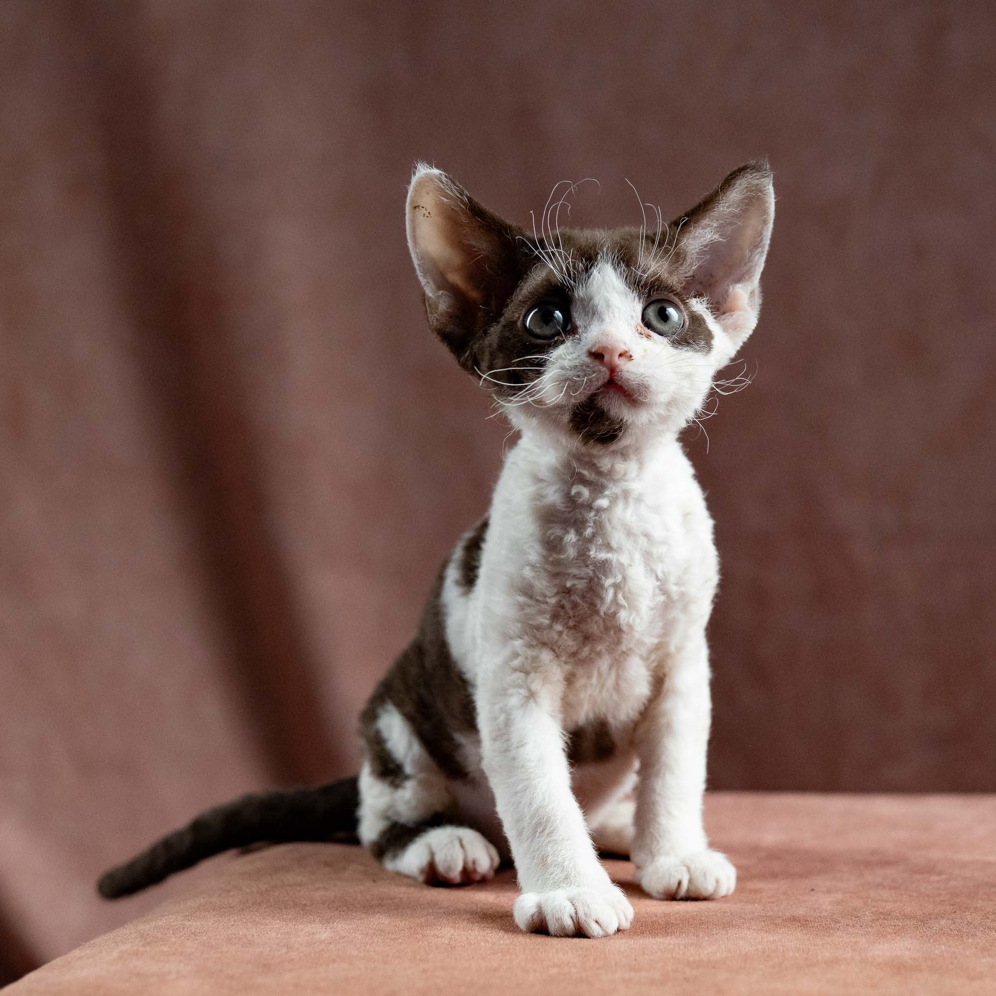 Henry,  boy, born 04.20.25. Devon Rex Pixie Cattery