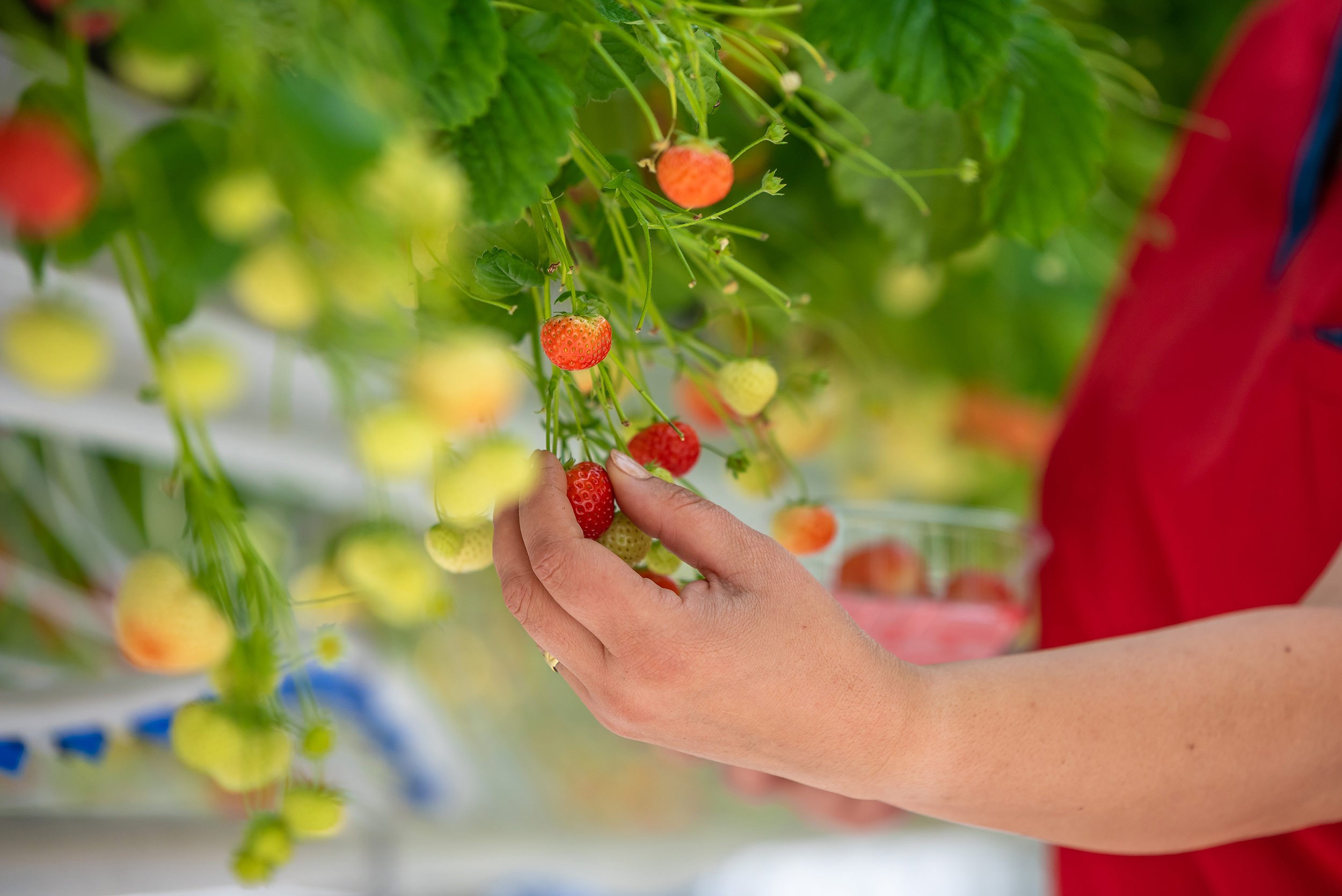 Rockberry. Фотограф в Ереване