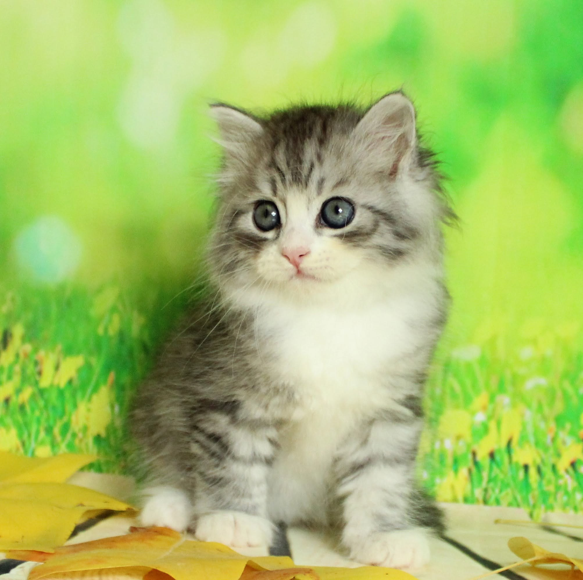 Katzen | Females. SIBERIALIS: Katzenzucht von Sibirischen und Neva Masquarade Katzen