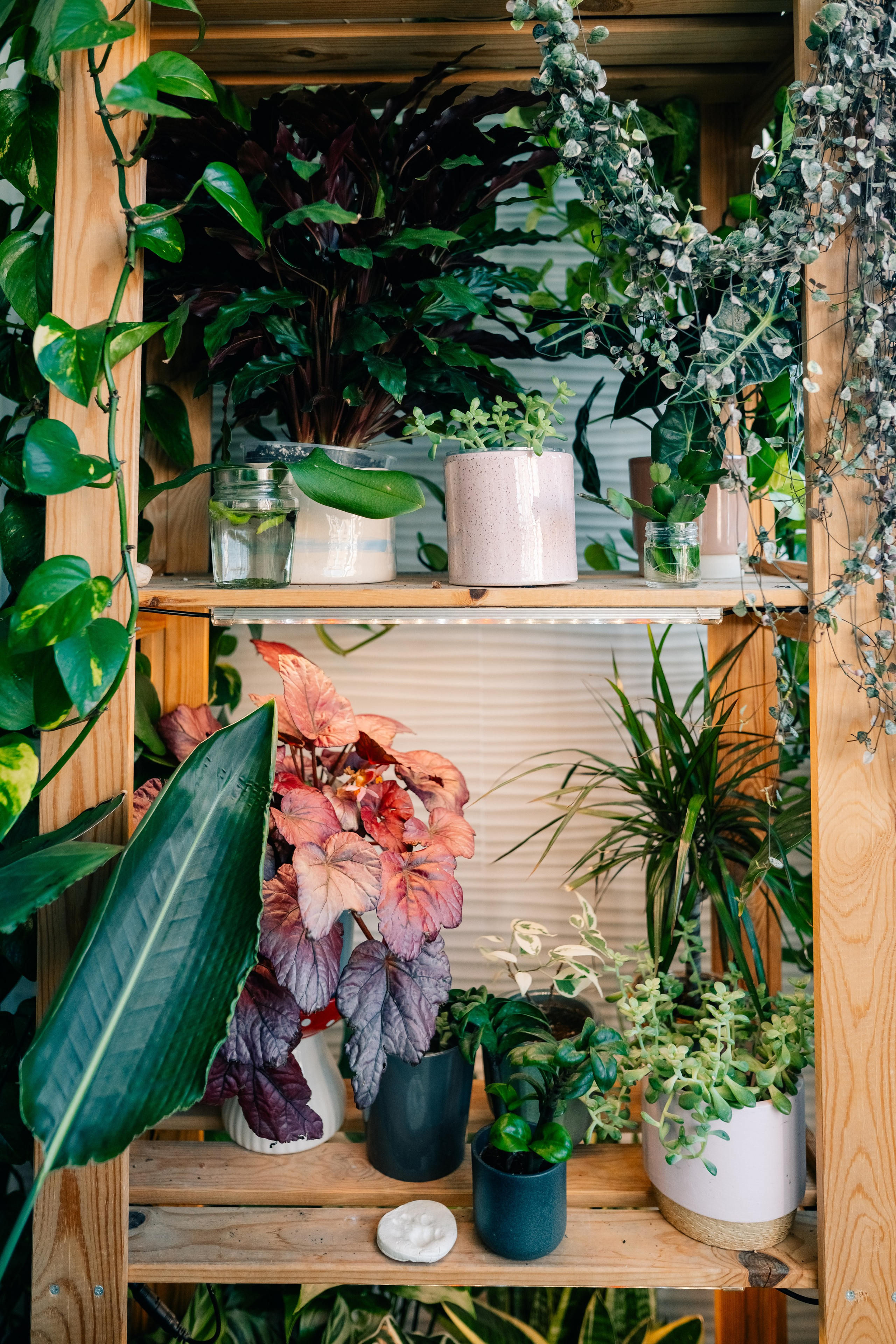 No Drama Plants. Maria Sher. Fotógrafa profissional do Porto, Portugal