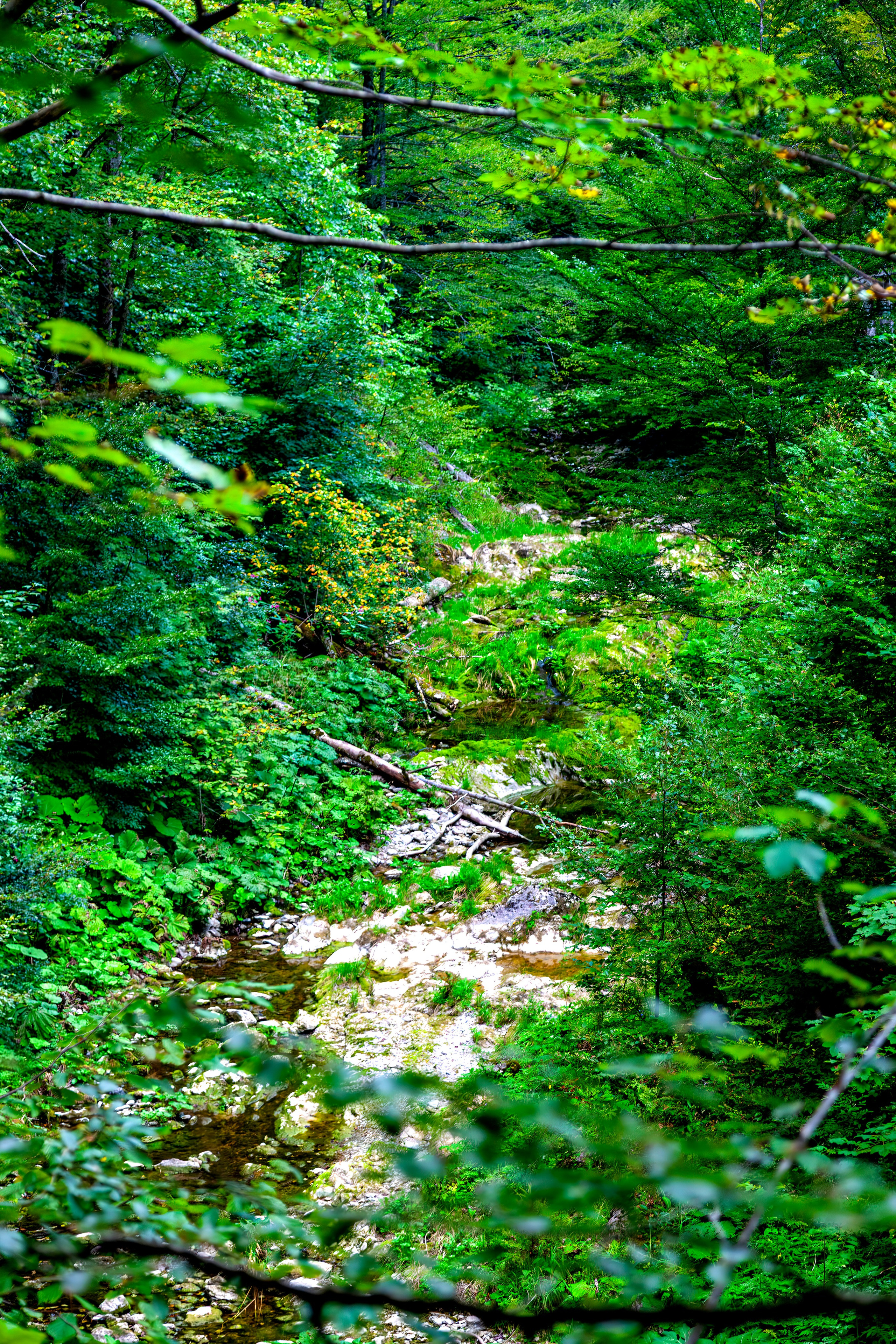 197.Ötscher Base Nature Park.Austria.21.8.2025. Путешествия в формате 360......