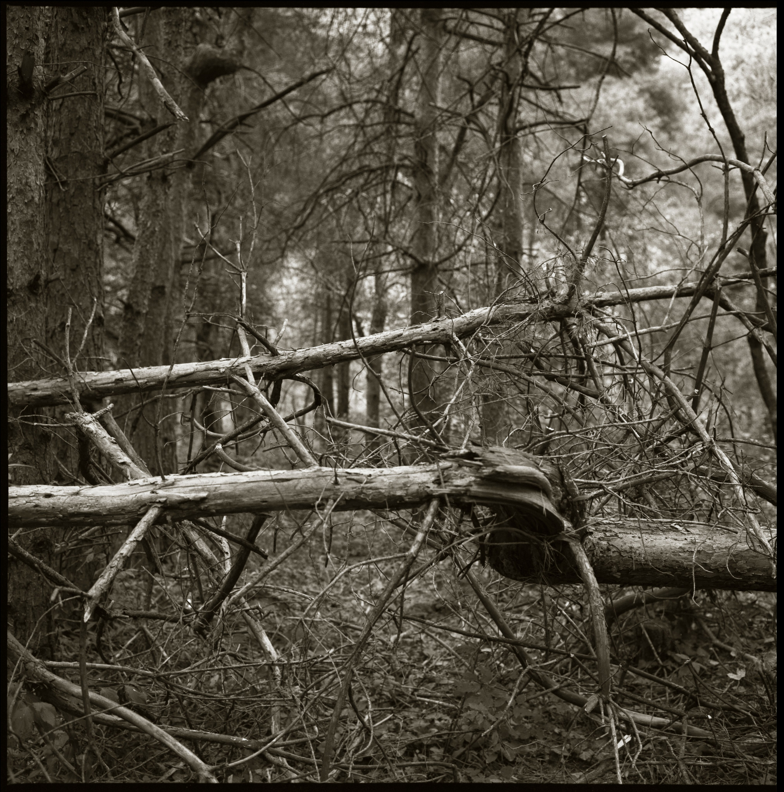 NATURE. Www.sananaleskerov.com