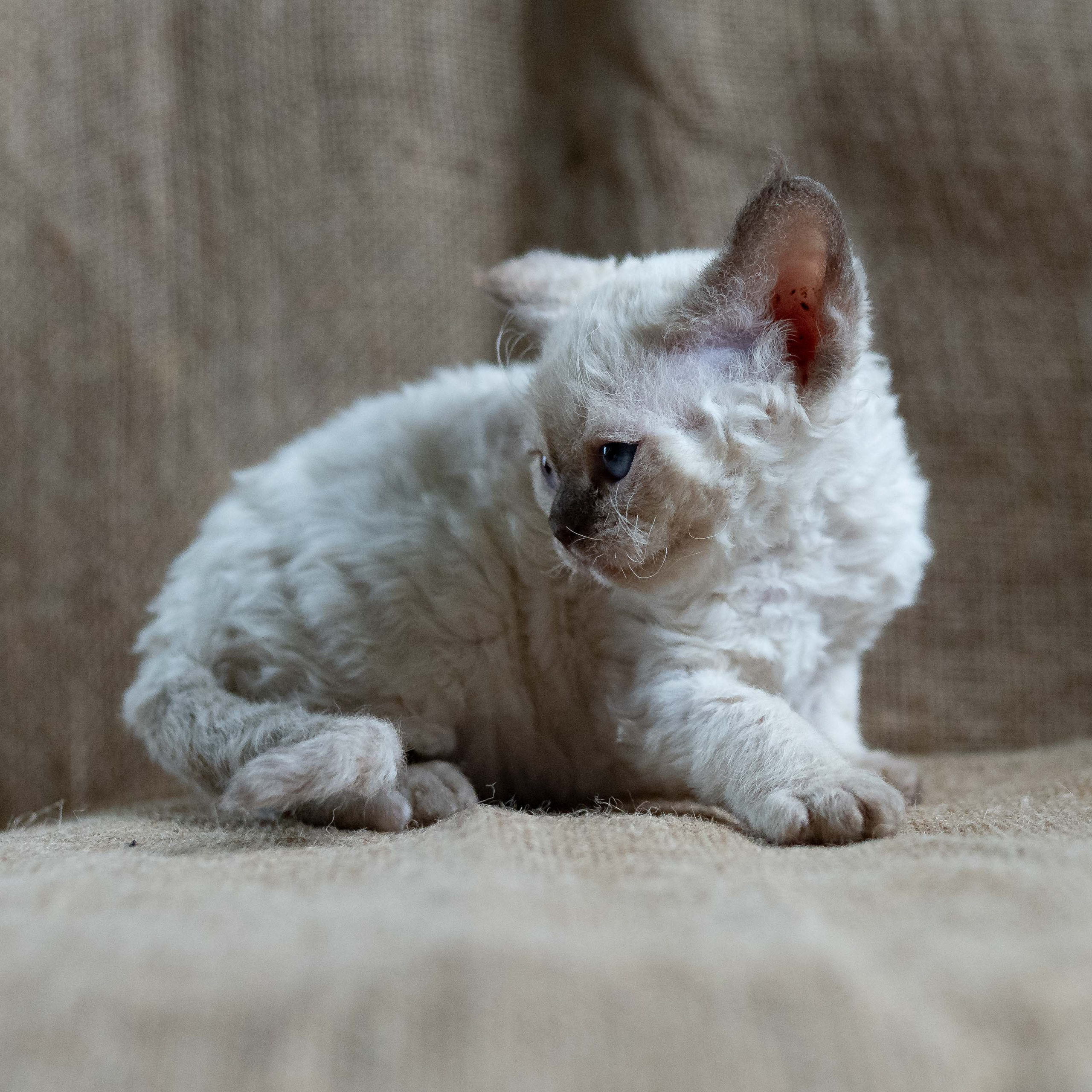 Luna, girl, born 12.20.2025. Devon Rex Pixie Cattery