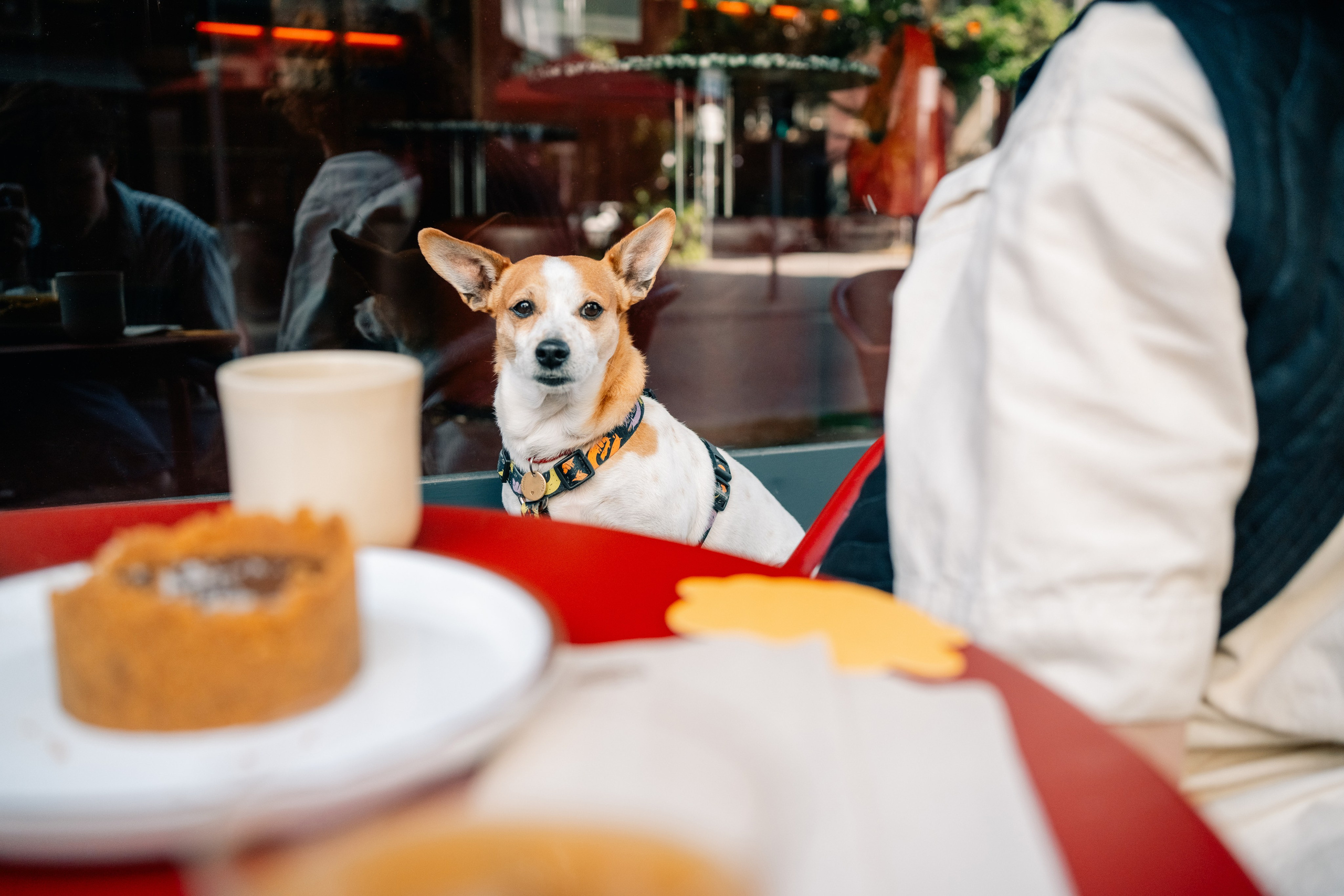 Yana & Pedro & Doggos. Maria Sher. Professional photographer from Porto, Portugal