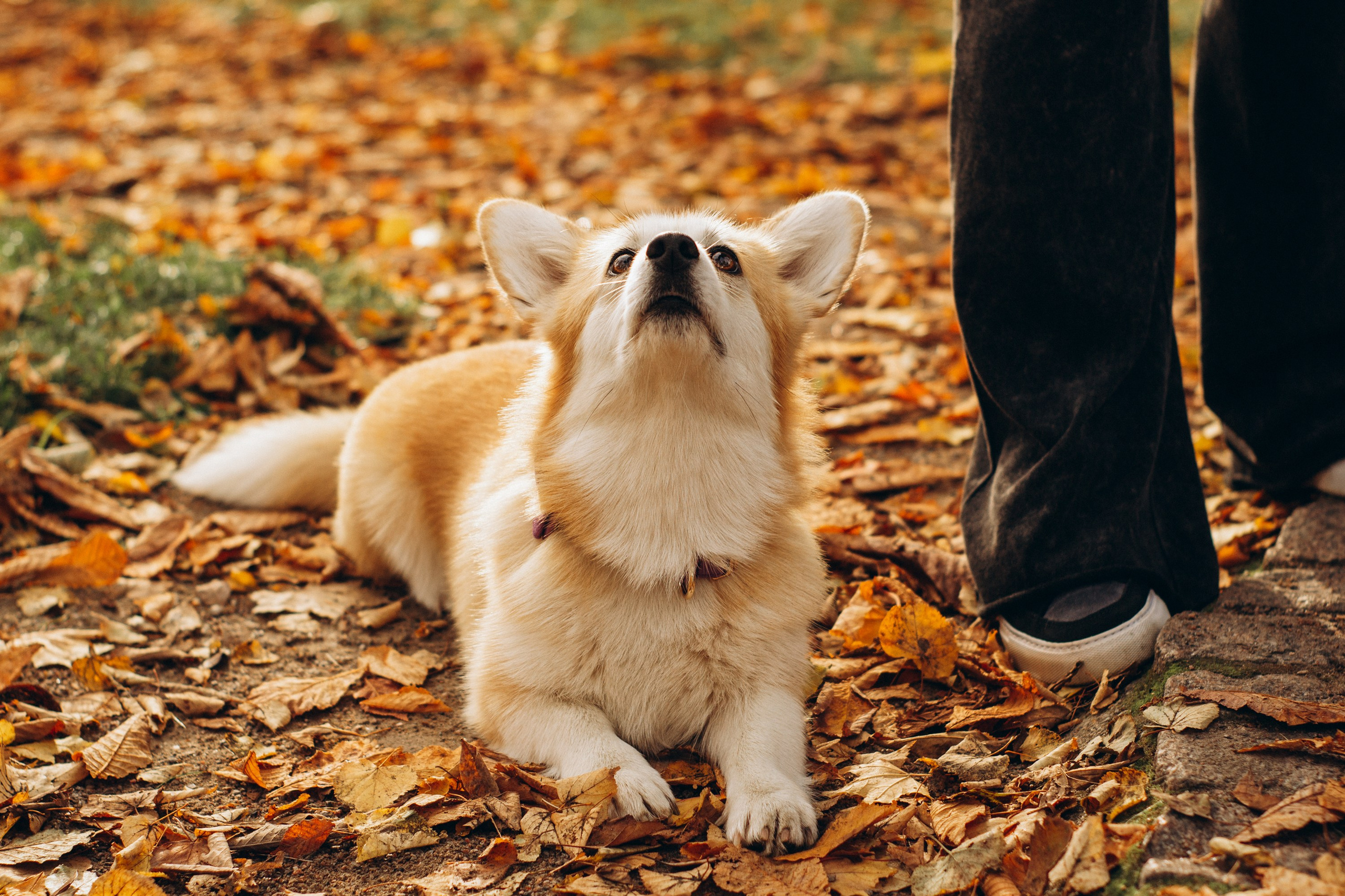 Corgi party, october. Kat Laisaar — Pet photographer in Tallinn