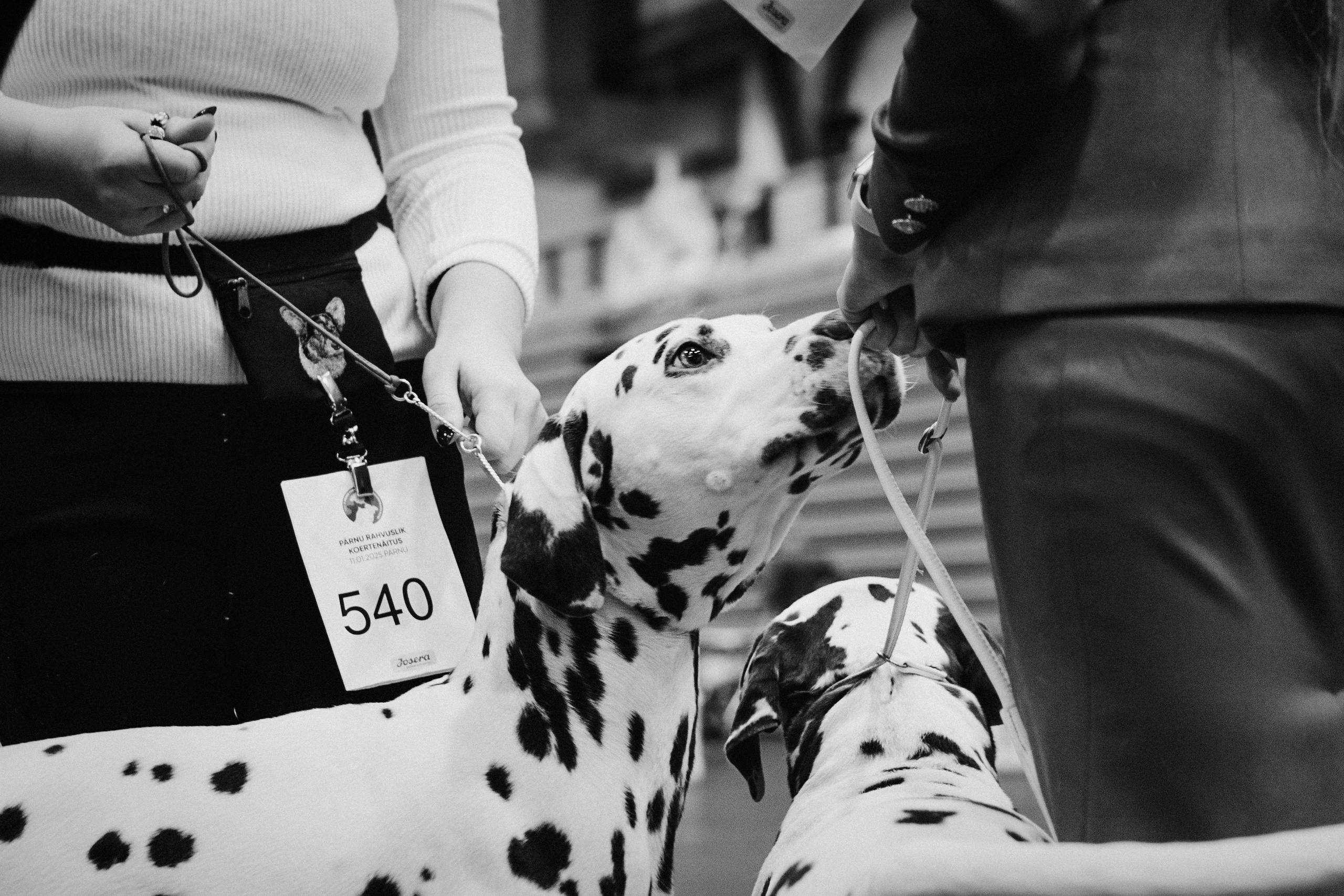 Pärnu dog weekend photo report. Kat Laisaar — Pet photographer in Tallinn