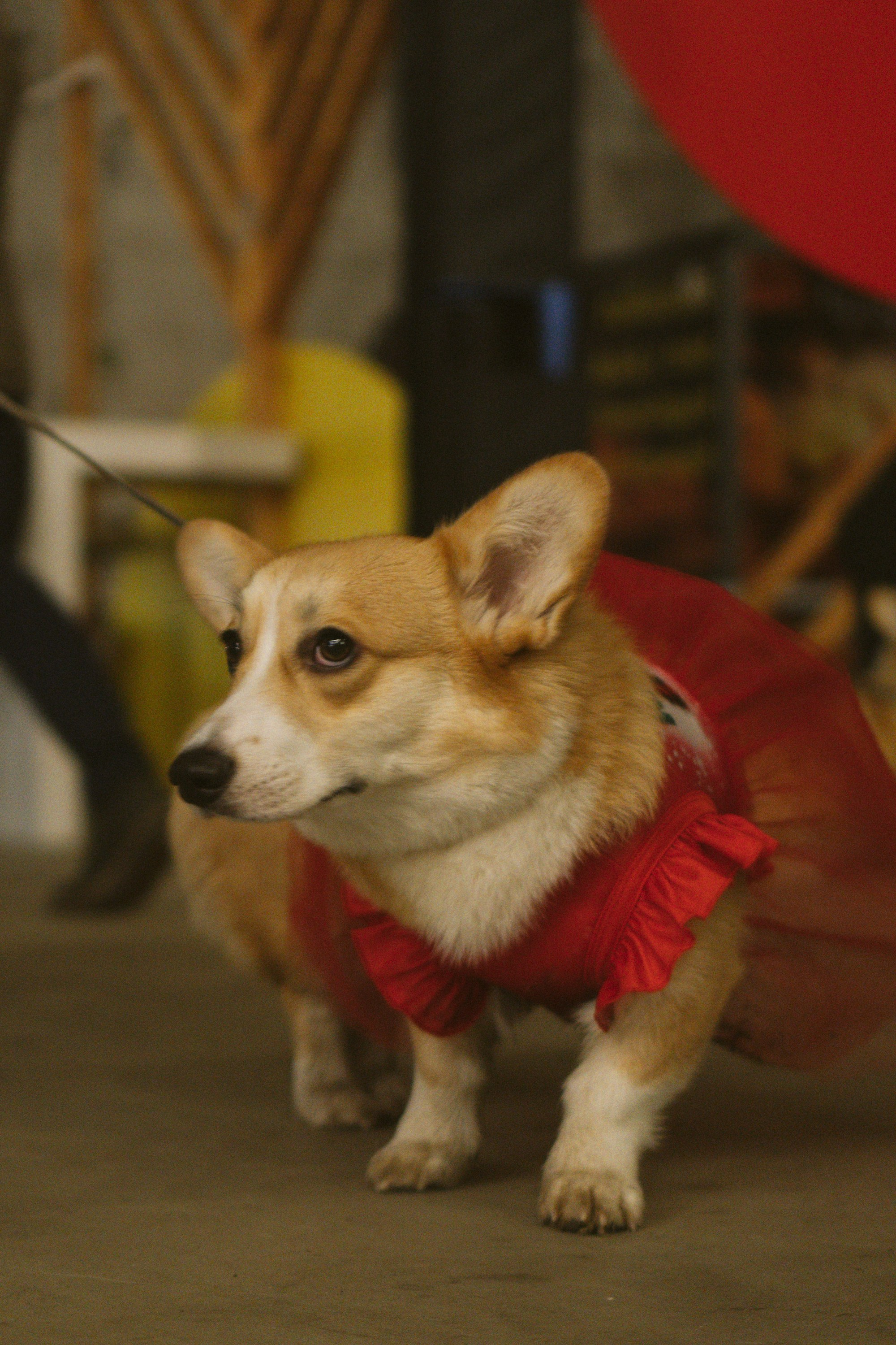 Corgi Fest, Christmas edition. Kat Laisaar — Pet photographer in Tallinn