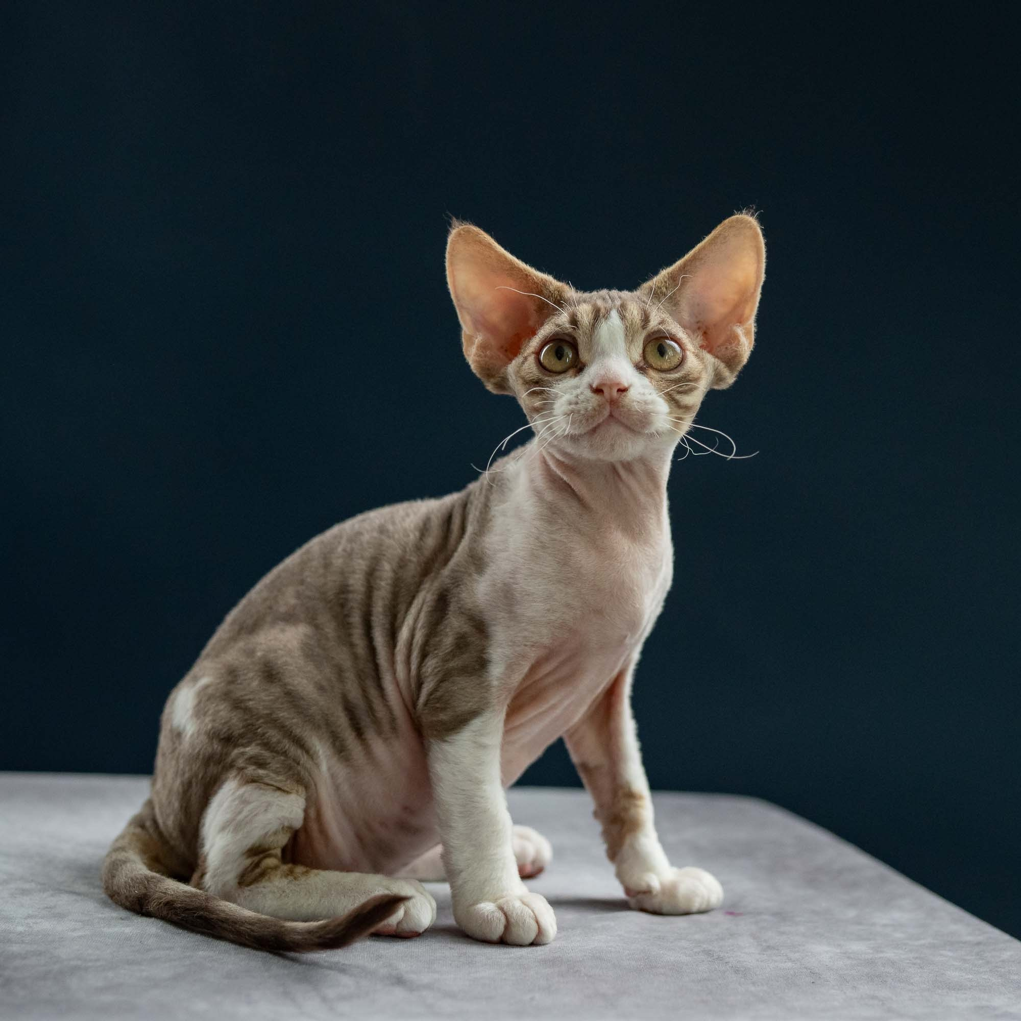 Hugo, boy, born 04.20.25. Devon Rex Pixie Cattery