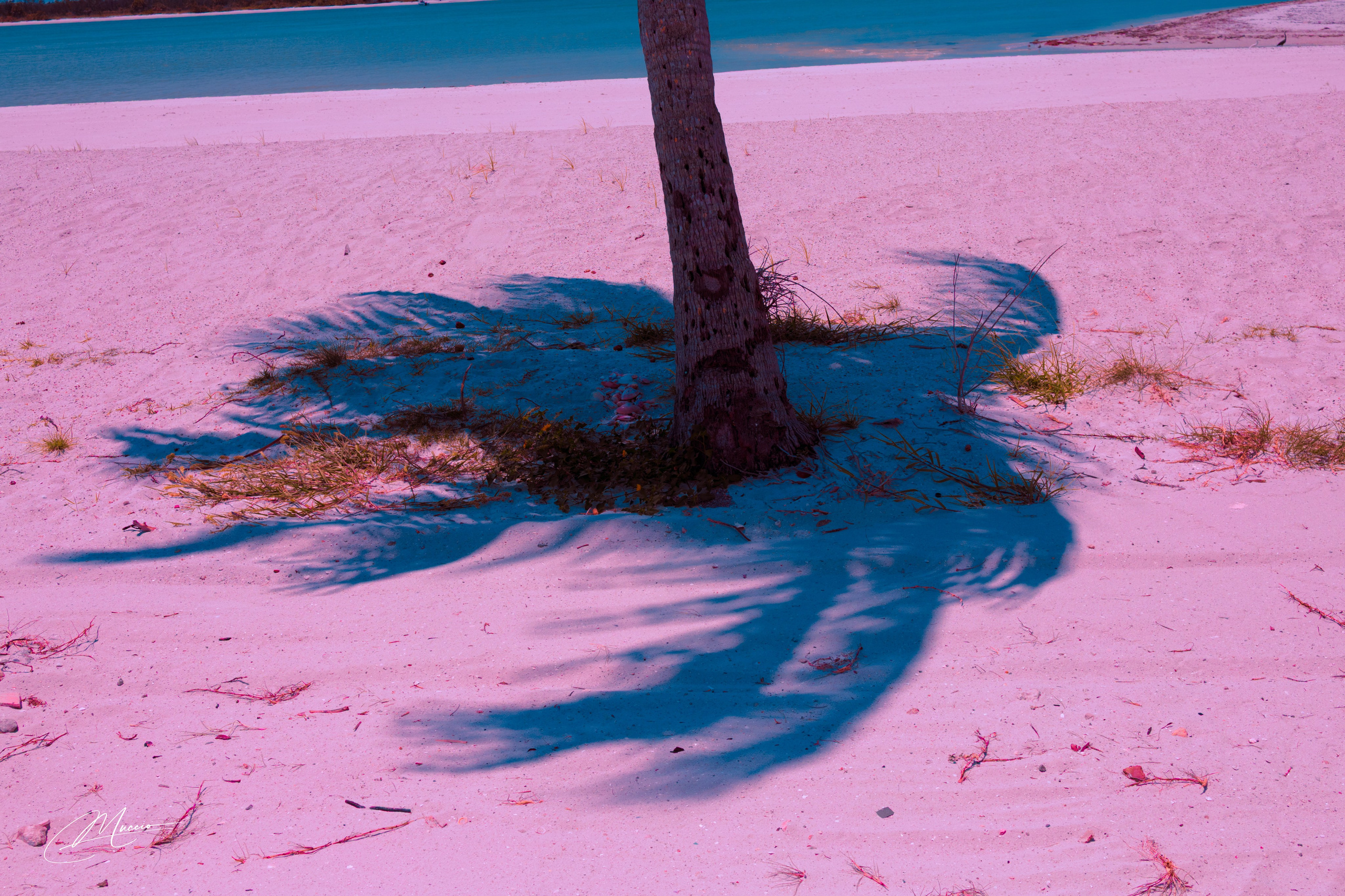 Florida Man — Fort Myers Walkabout. Out and About 239