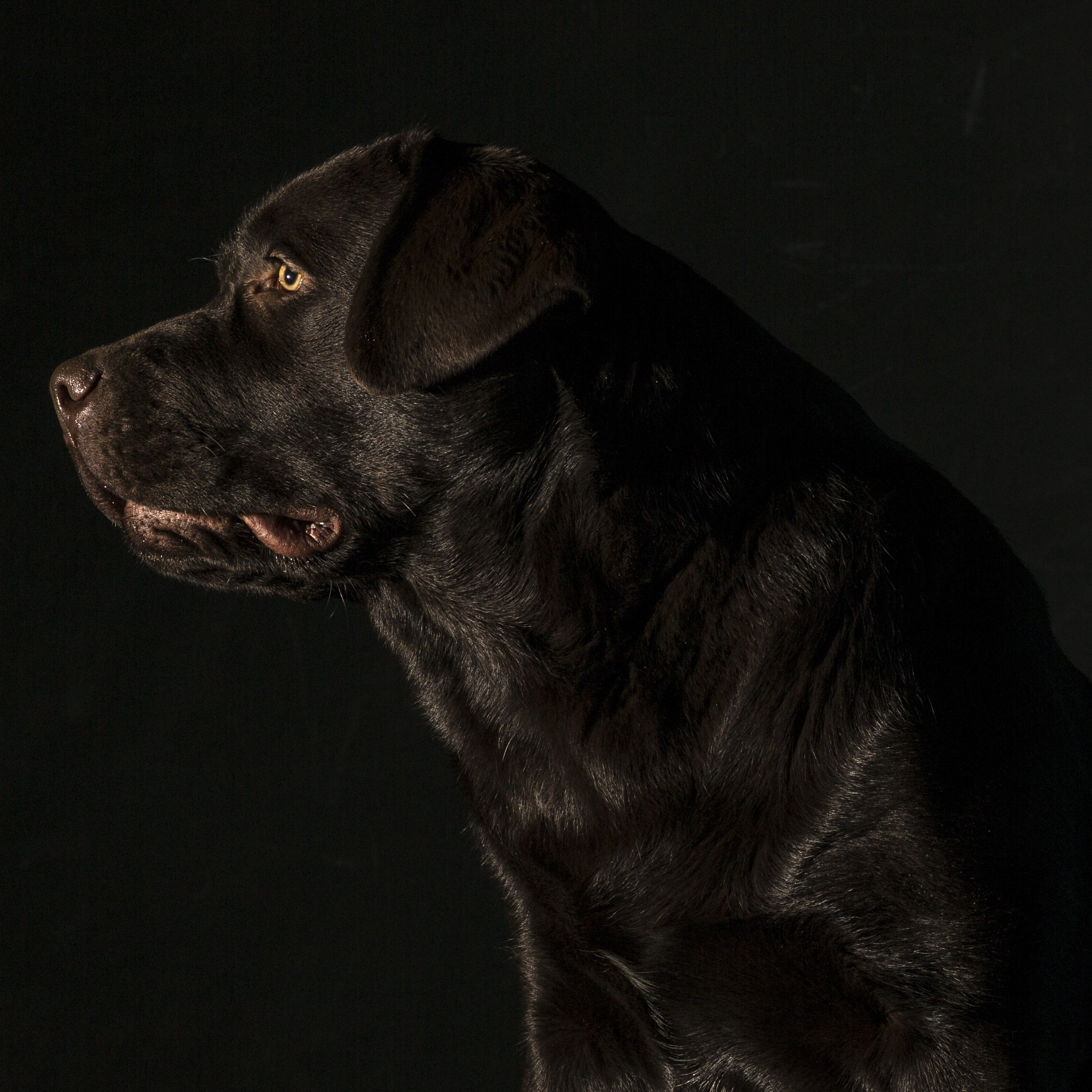 Newton. Цуценята лабрадор ретривера, Дніпро, Україна