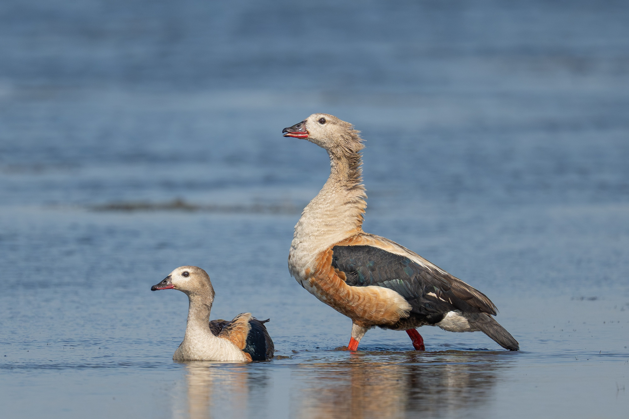 Ganzos. Nature photographer Yuri Soria-Galvarro